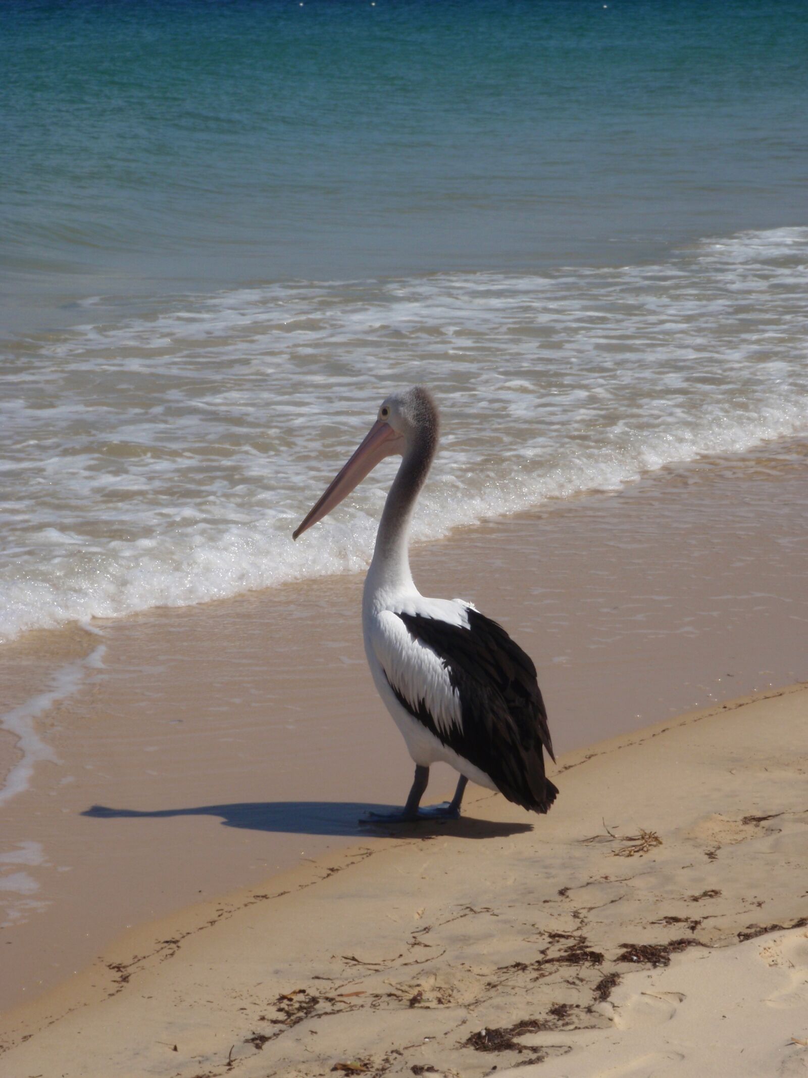 Olympus uT8000,ST8000 sample photo. Pelican, beach, australia photography