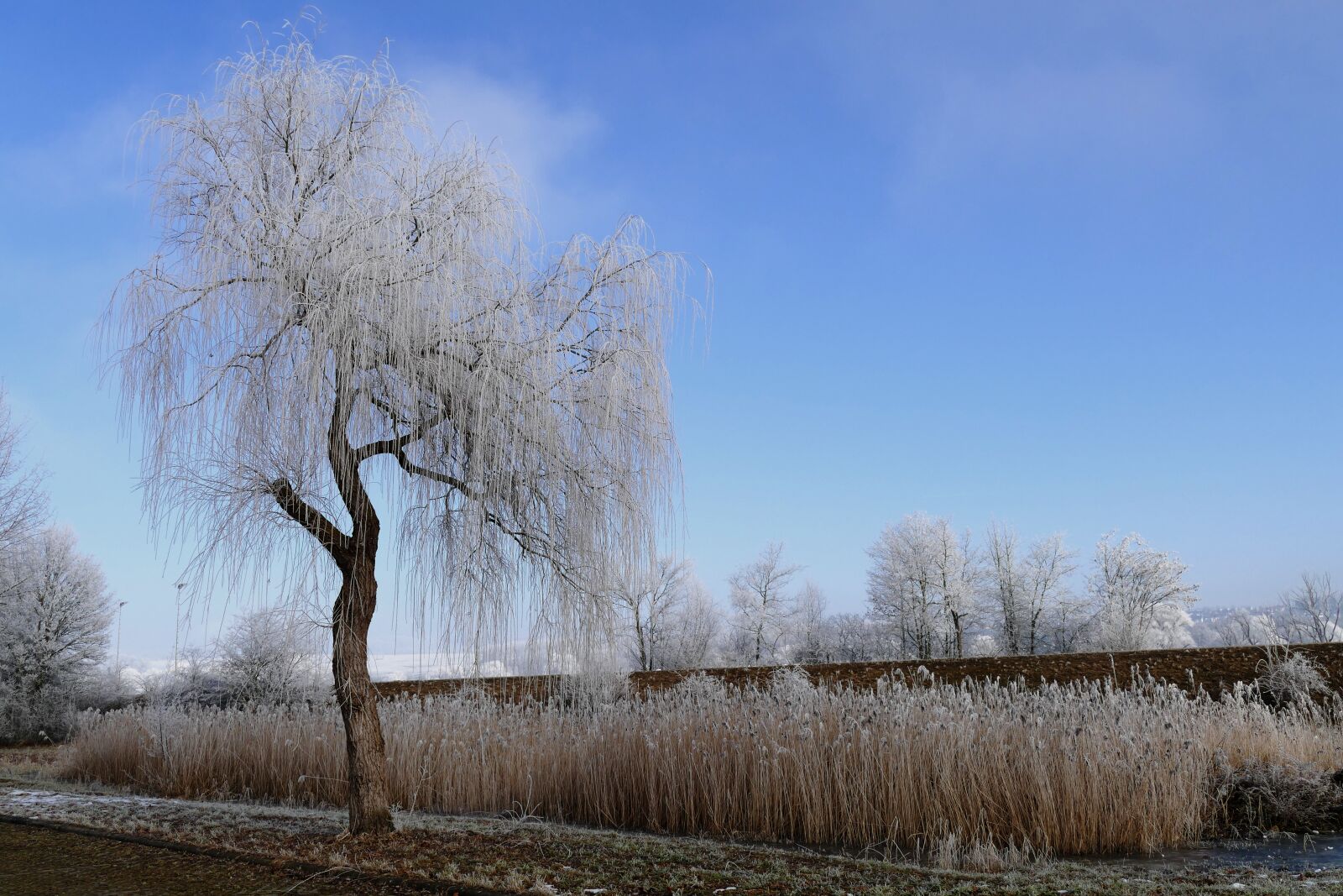 Panasonic Lumix DMC-FZ1000 sample photo. Winter, tree, nature photography