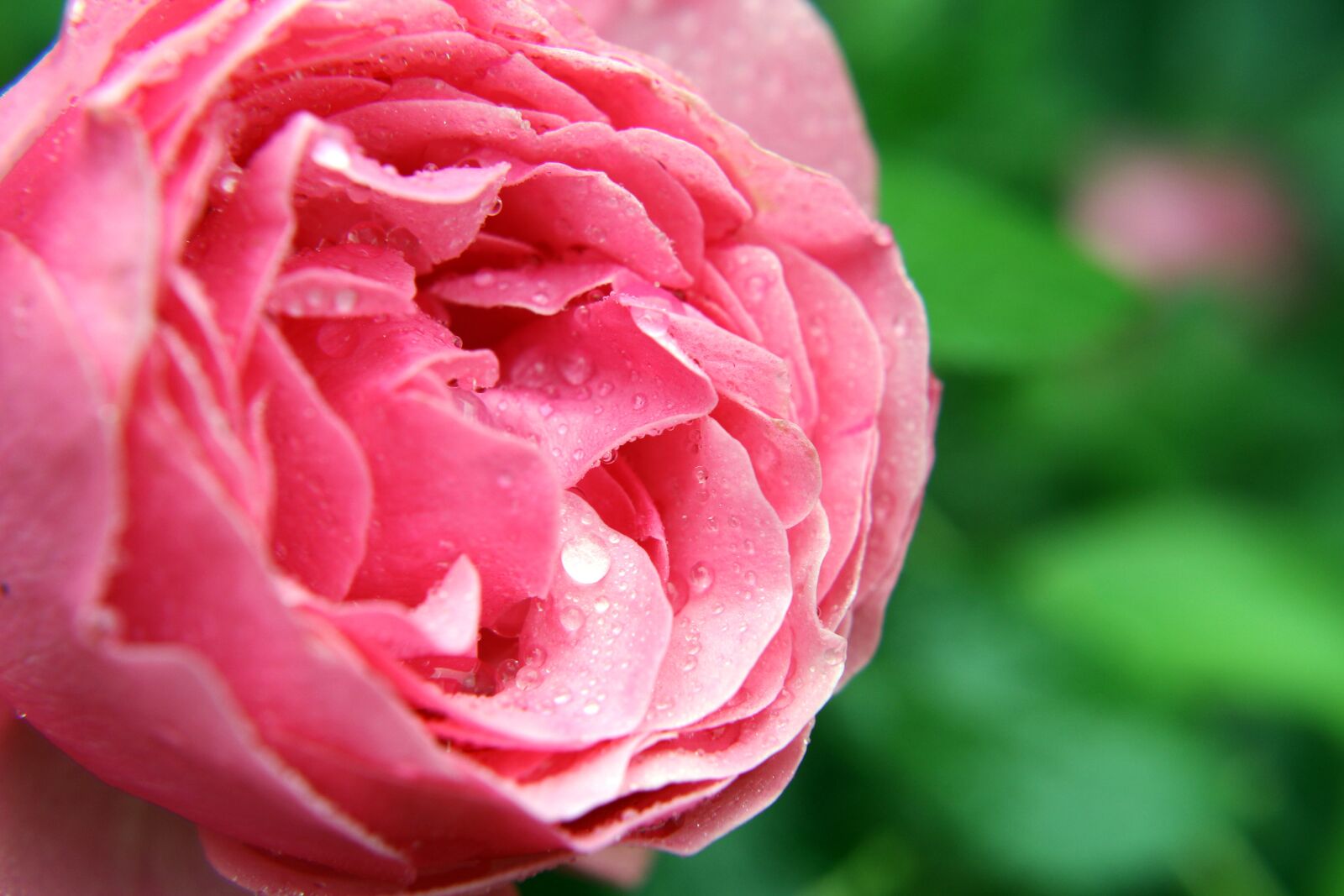 Canon EOS 60D sample photo. Rose, pink, drop photography