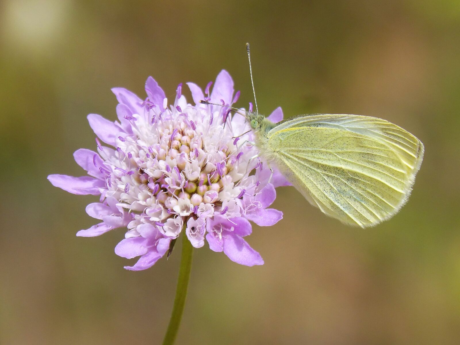 Panasonic DMC-FZ62 sample photo. Butterfly, pieris rapae, blanqueta photography
