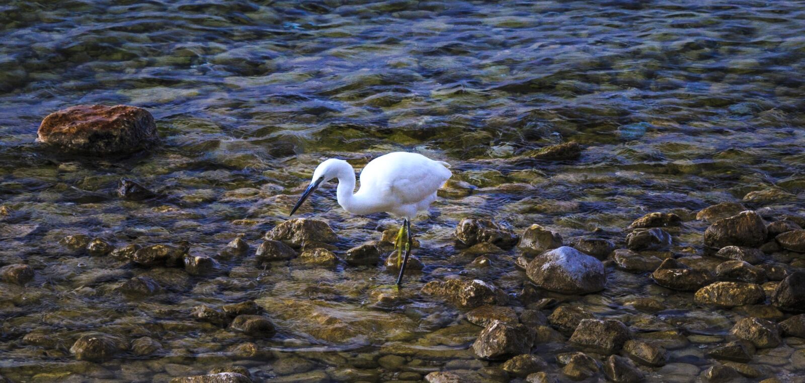 Canon EOS 650D (EOS Rebel T4i / EOS Kiss X6i) sample photo. Egret, garda, vacations photography