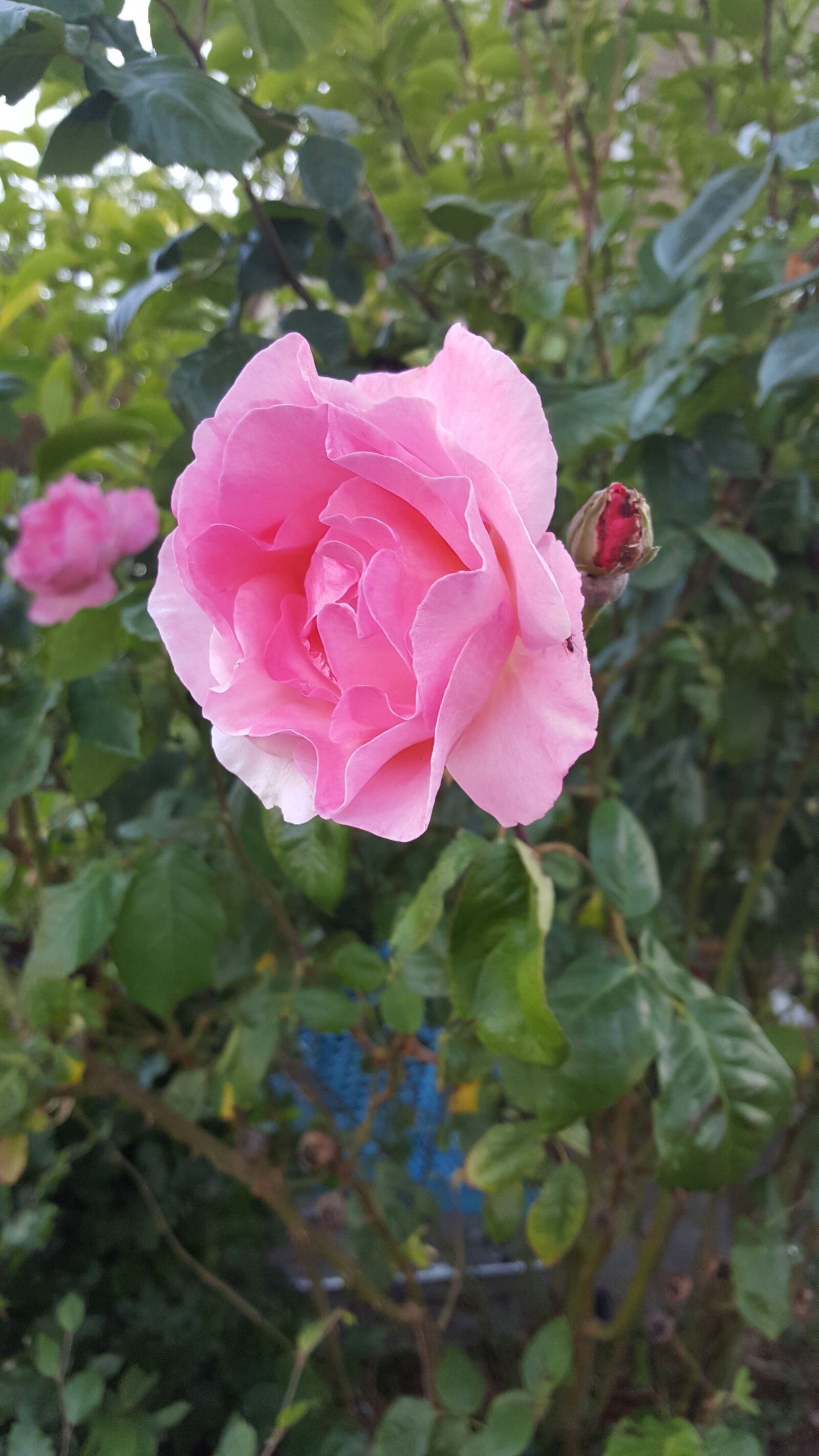 Samsung Galaxy Note5 sample photo. Pink, rose, flower photography