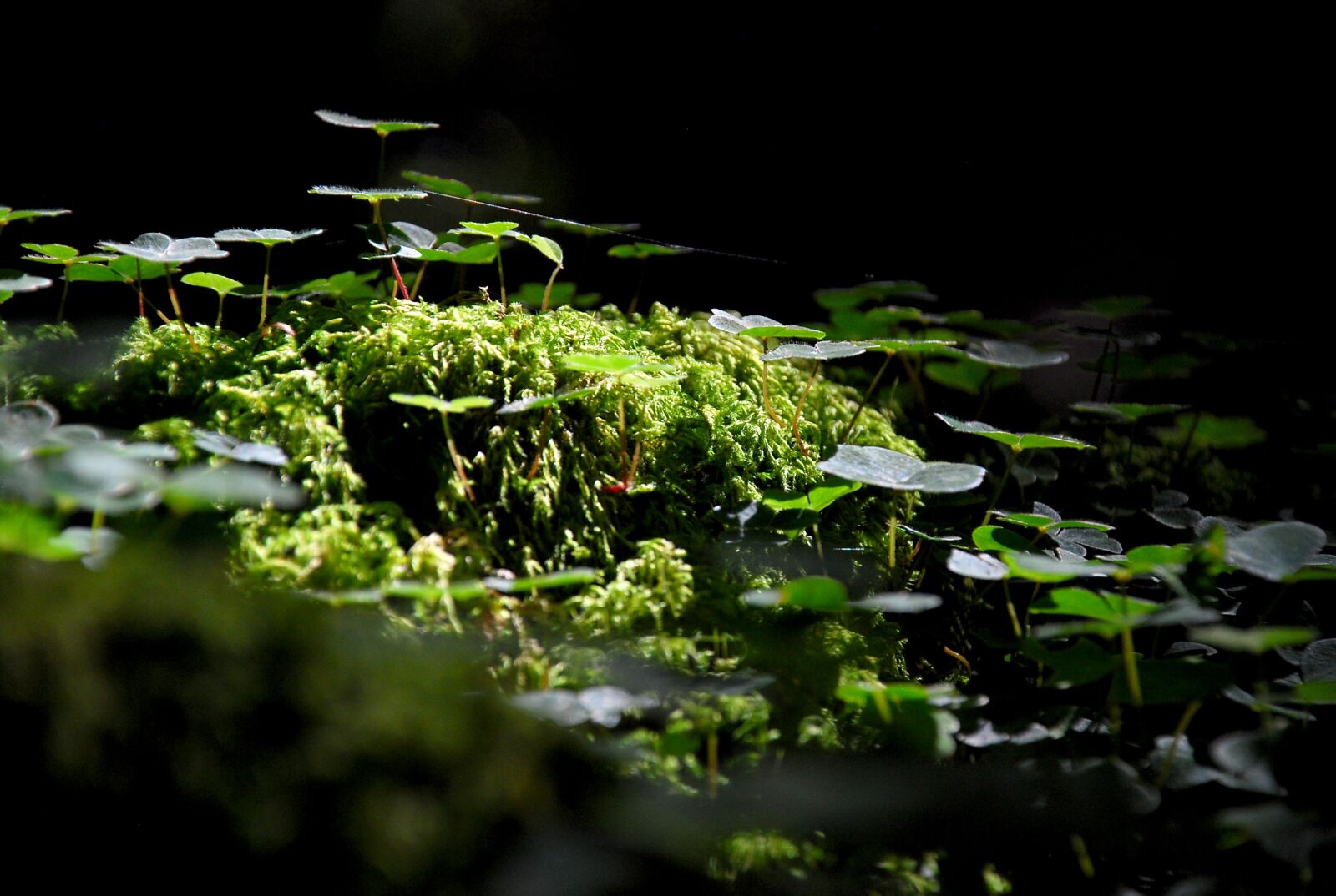 Nikon D40X sample photo. Nature, forest, miniature photography