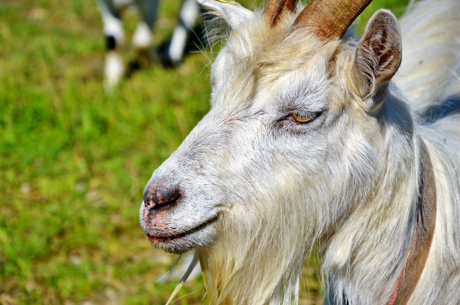 Nikon D3200 sample photo. Billy goat, goat, bock photography