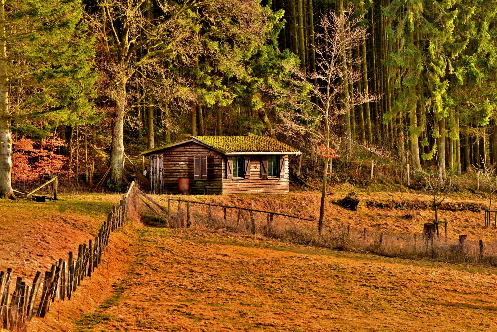Nikon D600 sample photo. Boshuis, chalet, boshut photography