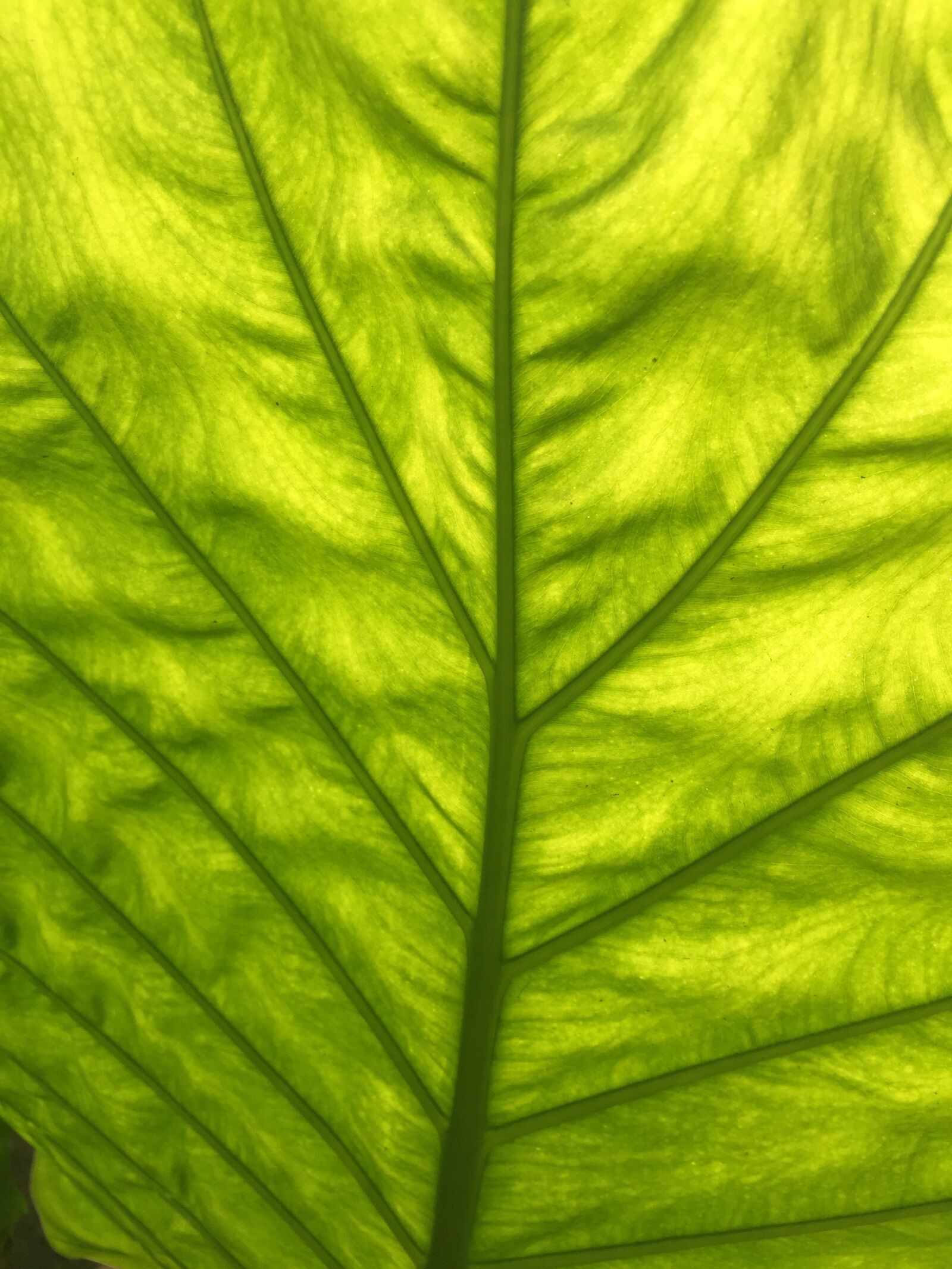Apple iPhone 6 sample photo. Light, leaf, green photography