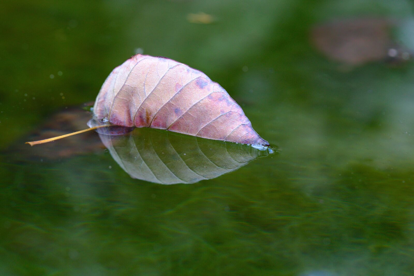 Canon EF 100mm F2.8L Macro IS USM sample photo. Leaf, pond, autumn photography