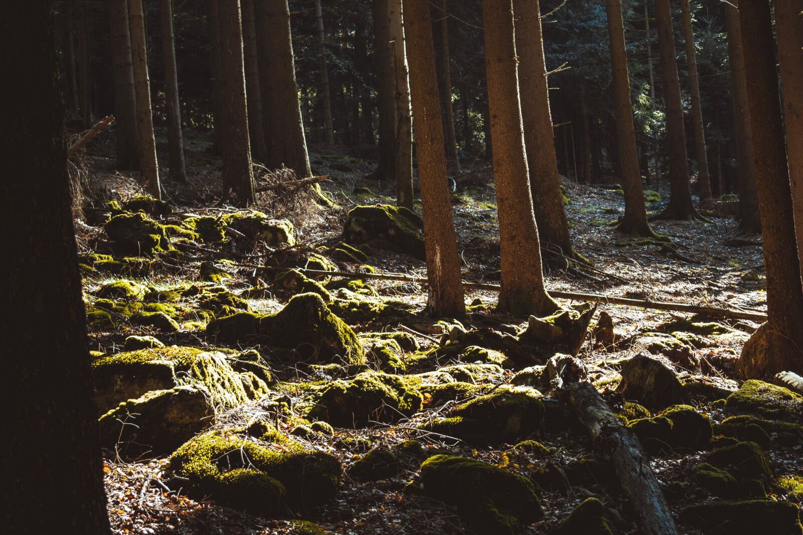 Nikon D5300 sample photo. Forest, mood, atmosphere photography