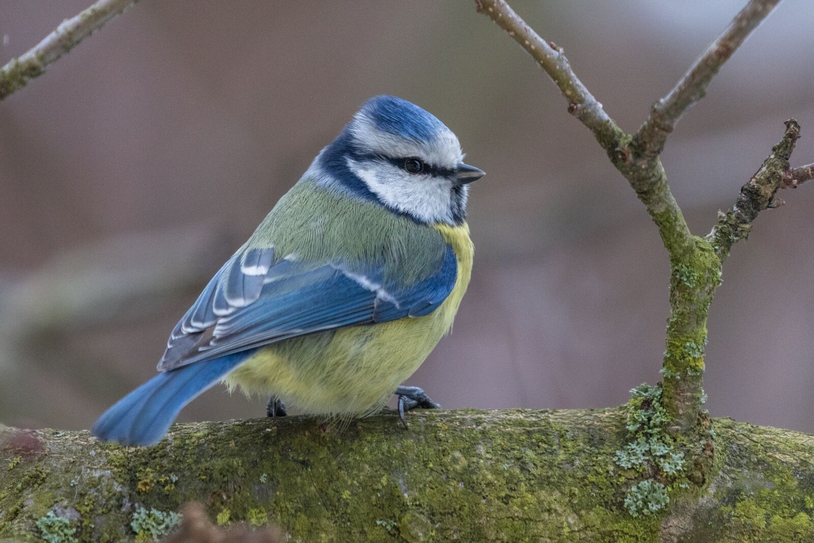 Canon EOS 7D Mark II sample photo. Tit, bird, garden photography