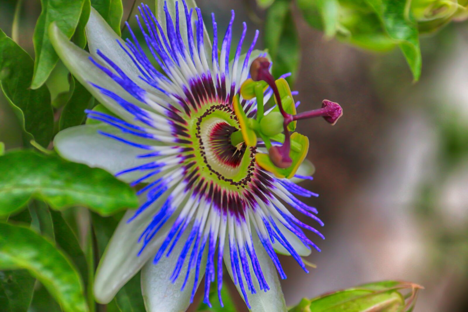 Canon EOS 70D + Canon EF-S 18-200mm F3.5-5.6 IS sample photo. Flower, passionflower, violet photography