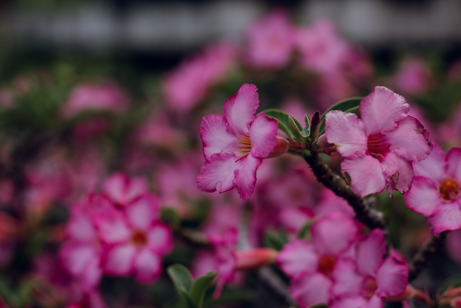 Canon EOS 700D (EOS Rebel T5i / EOS Kiss X7i) + Canon EF 50mm F1.8 STM sample photo. Invited to visit, flower photography