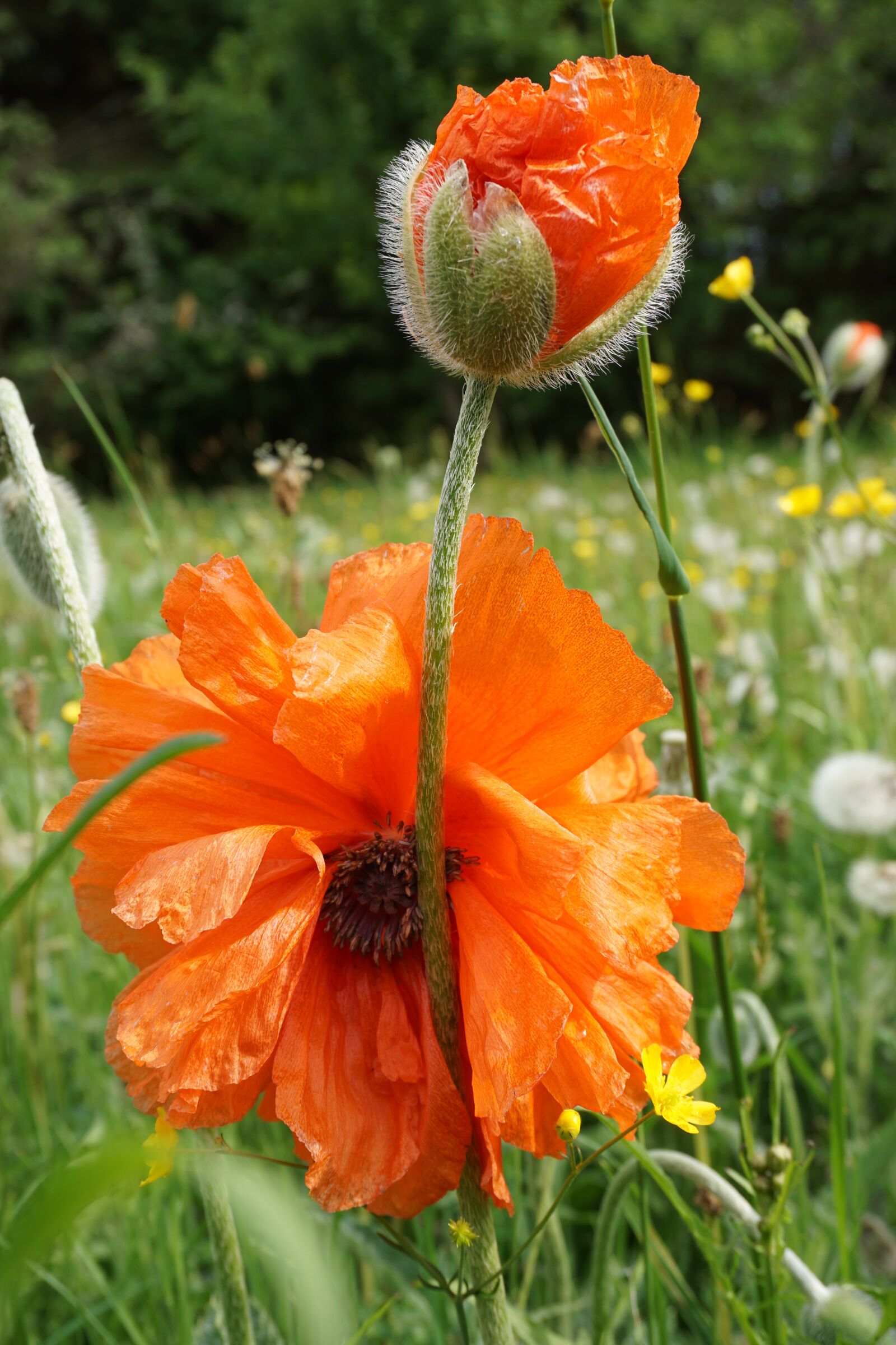 Sony a6000 sample photo. Poppy flower, orange, nature photography