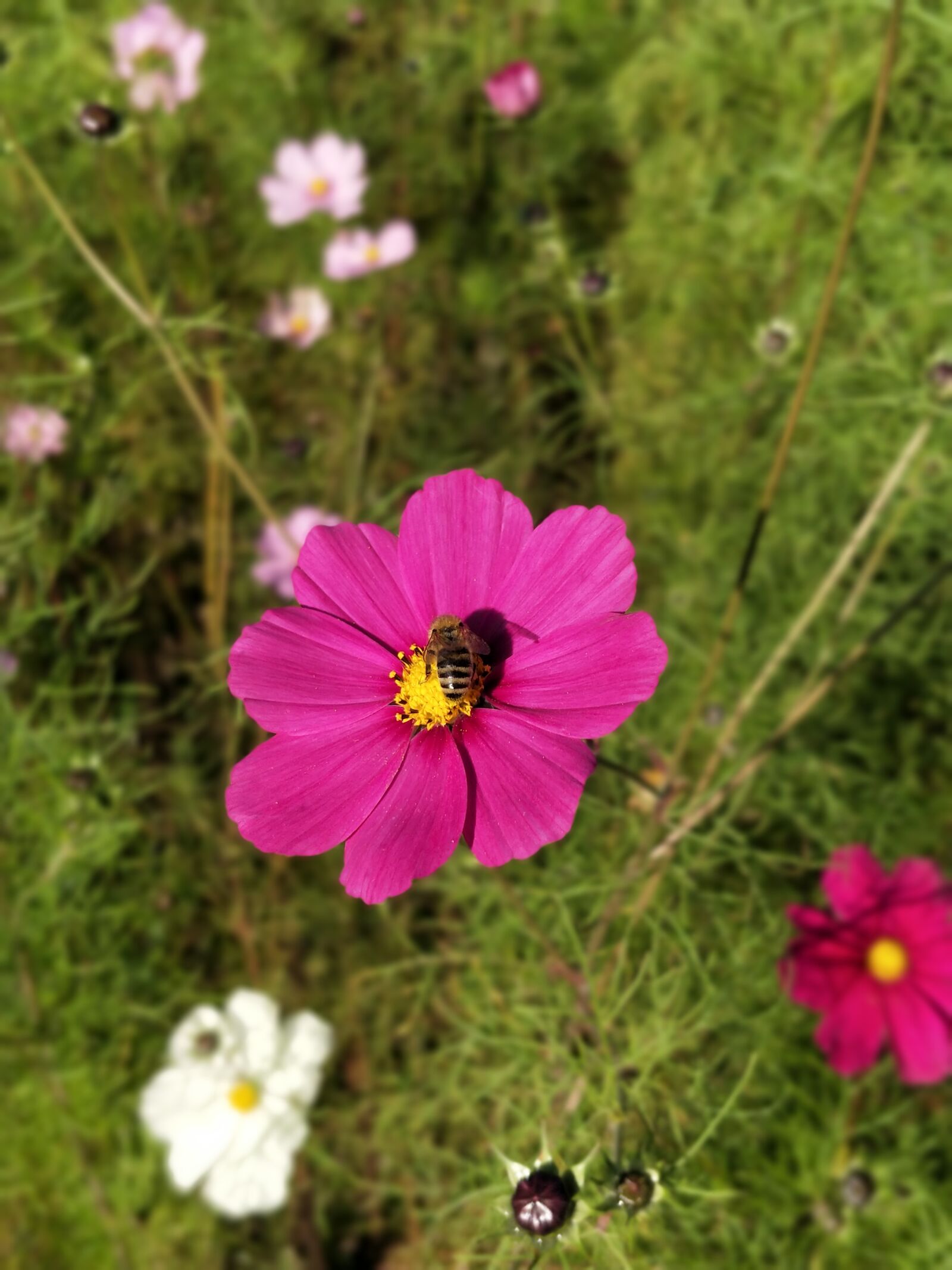 OnePlus 5 sample photo. Flower, nature, fall photography