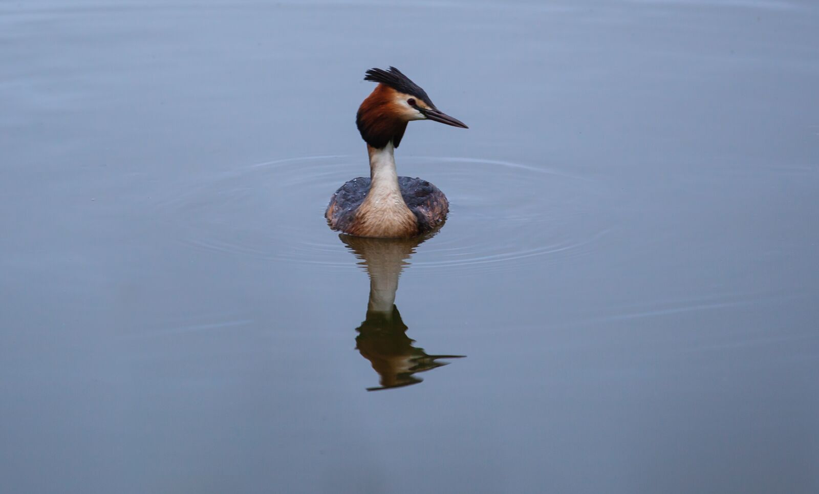 Canon EOS 5D Mark II sample photo. Great crested grebe, grebe photography