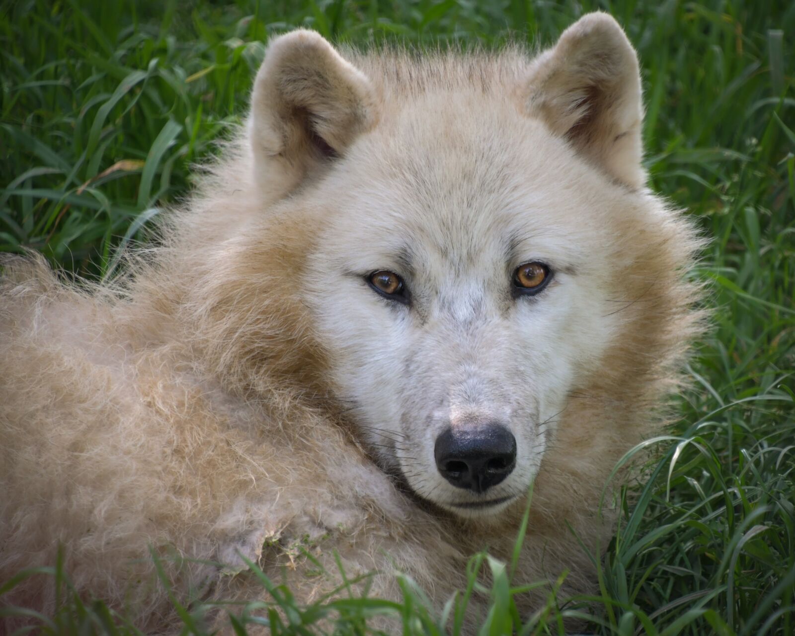 Nikon D500 sample photo. Wolf, arctic, portrait photography