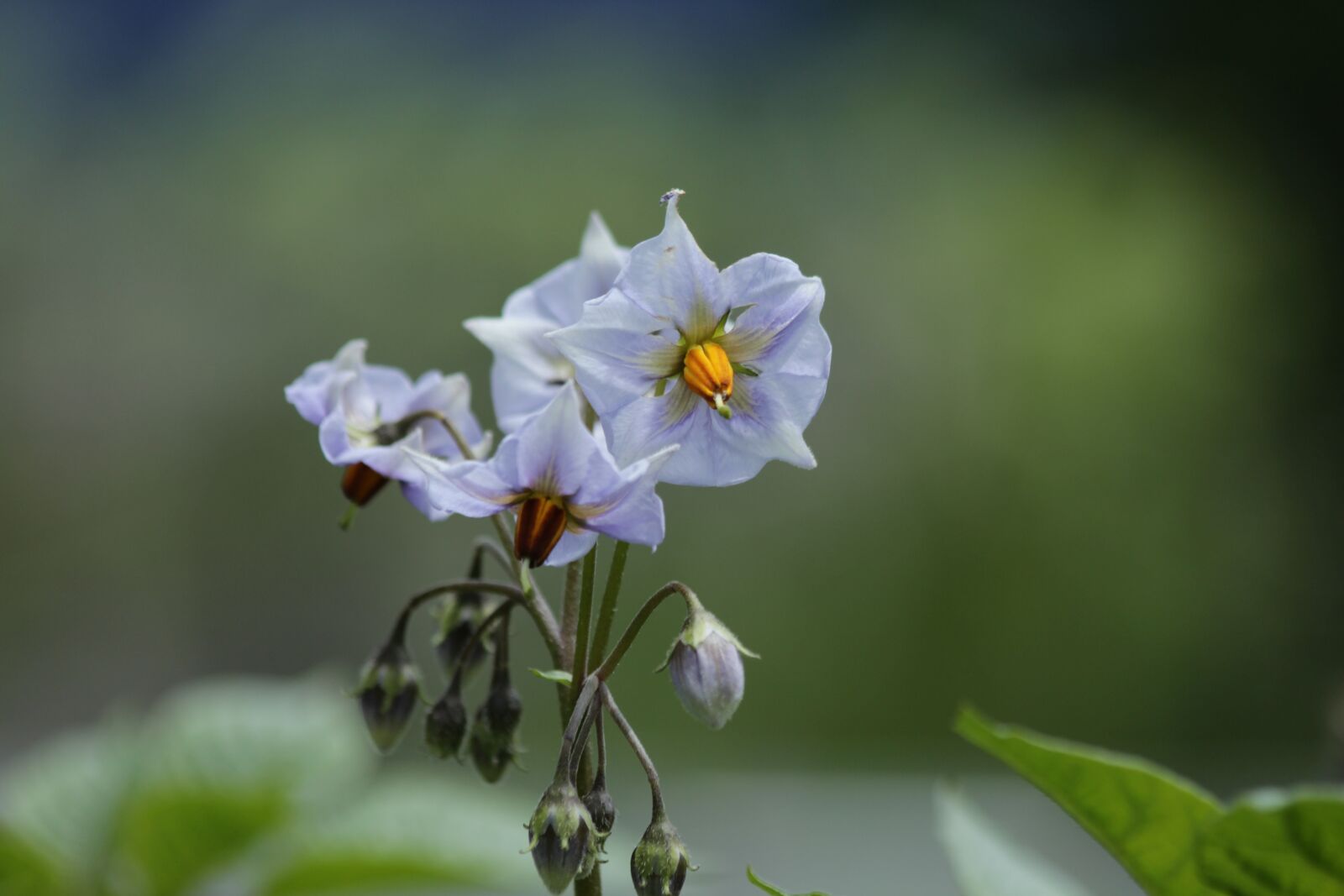 Canon EOS 650D (EOS Rebel T4i / EOS Kiss X6i) sample photo. Potatoes, potato, flowers photography