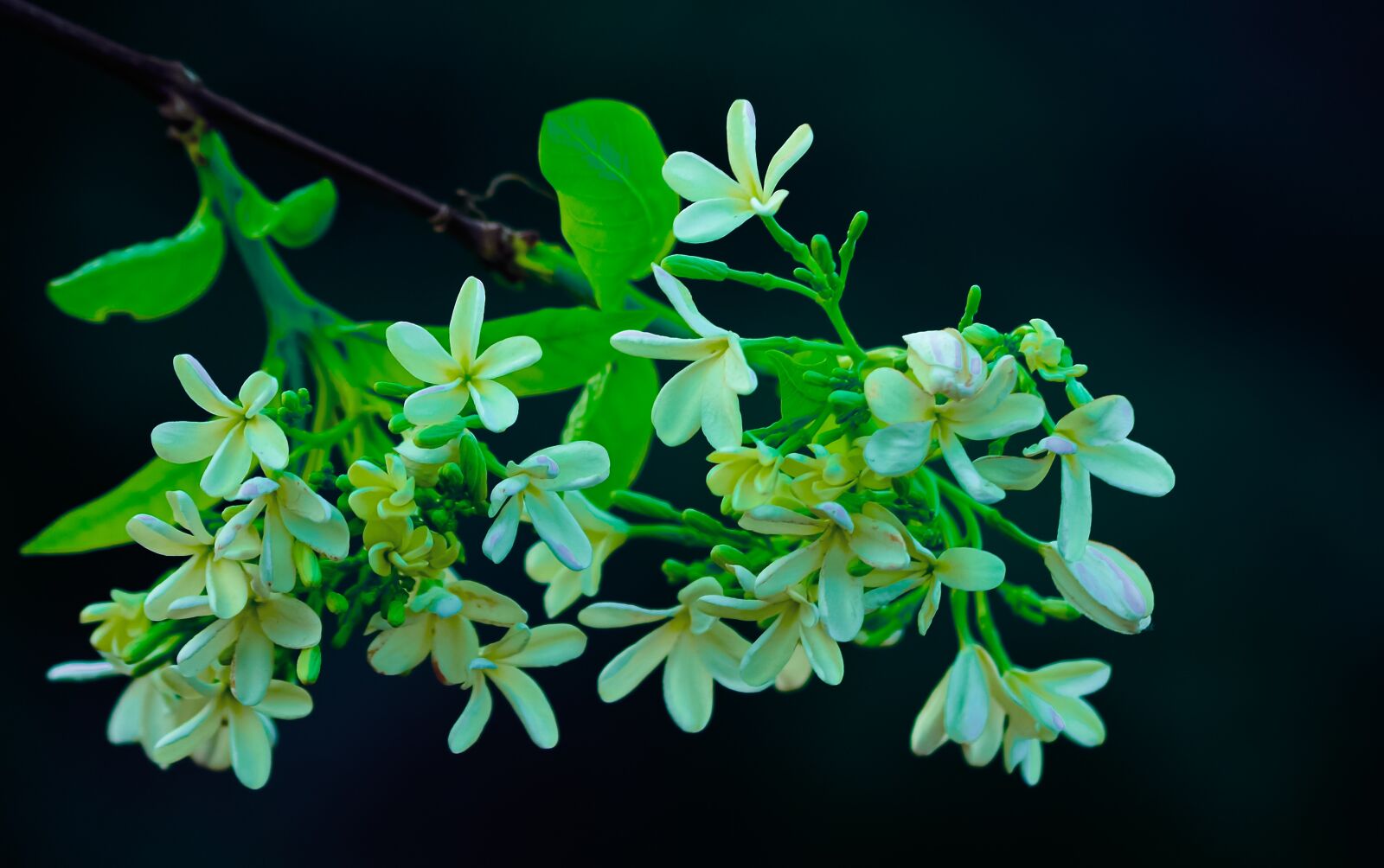 Nikon D5100 sample photo. Jasmine, flower, white photography