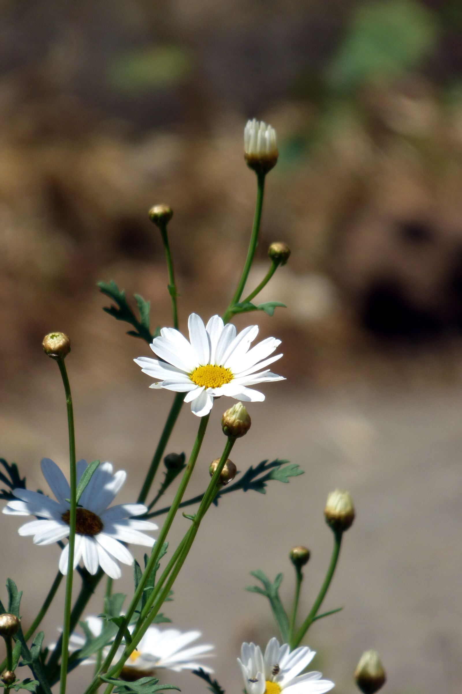 Panasonic Lumix DMC-FZ70 sample photo. Flower, white flower, daisy photography