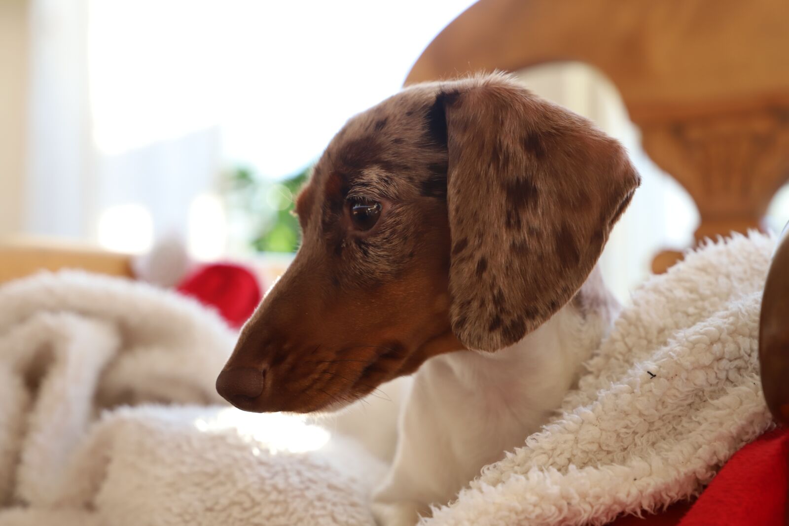 Canon EOS 6D Mark II sample photo. Cute, no person, dog photography