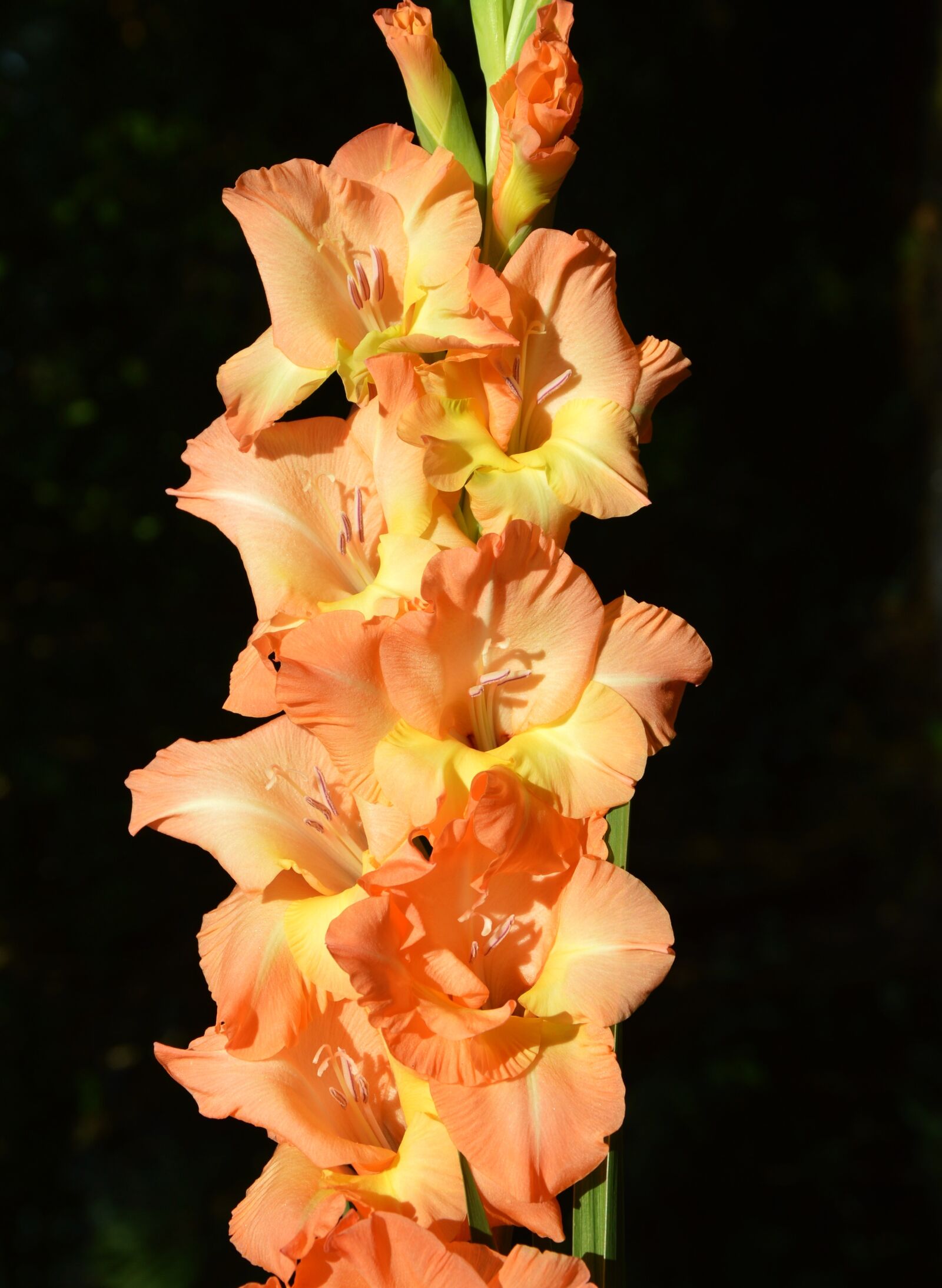 Nikon D3200 sample photo. Gladiolus, gladidus, butterfly greenhouse photography