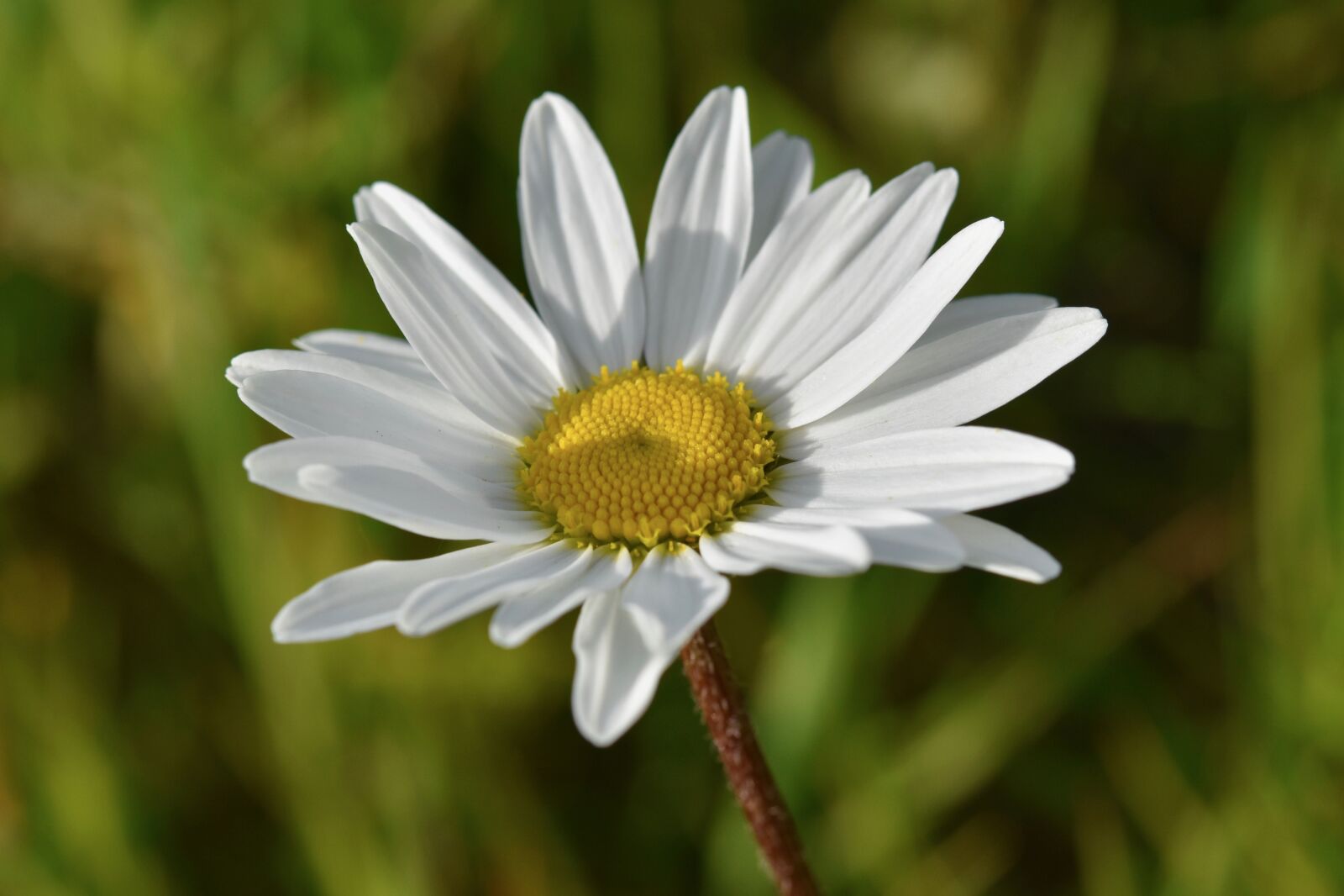 Nikon D5600 sample photo. Flower, daisy flower, white photography