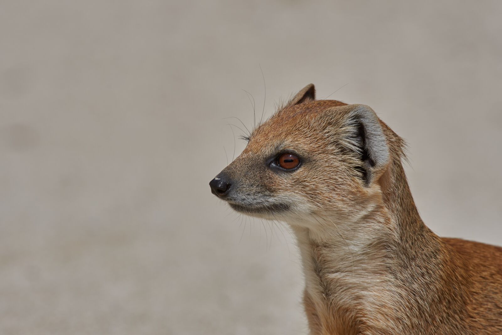 Nikon AF-S Nikkor 200-500mm F5.6E ED VR sample photo. Fuchsmanguste, namibia, meerkat photography