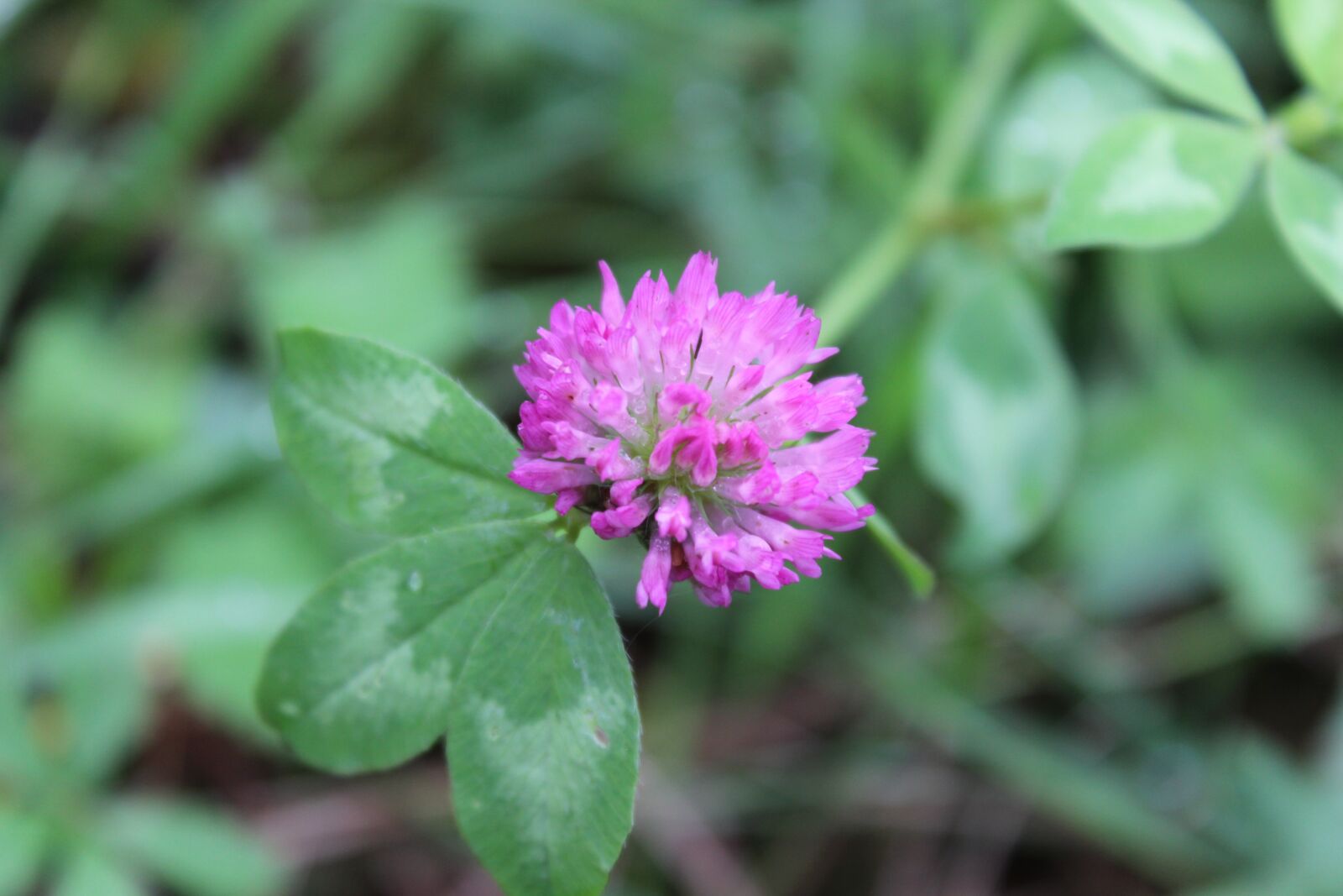 Canon EOS 600D (Rebel EOS T3i / EOS Kiss X5) sample photo. Flowers, nature, garden photography