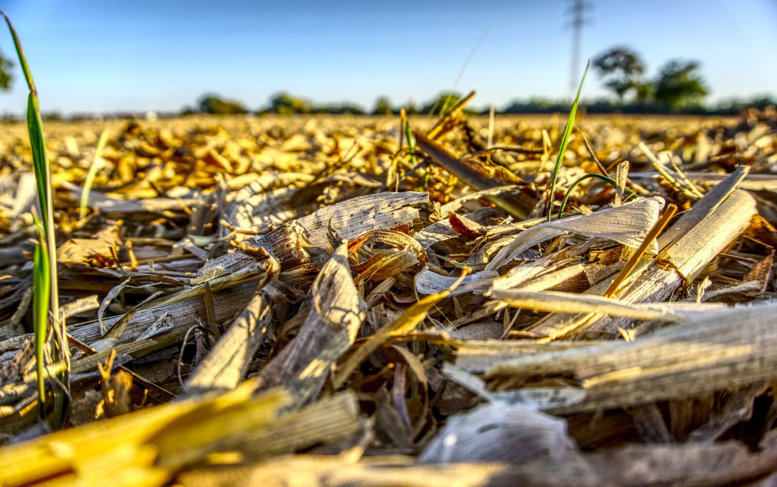 Sony a6000 sample photo. Corn, field, harvested photography
