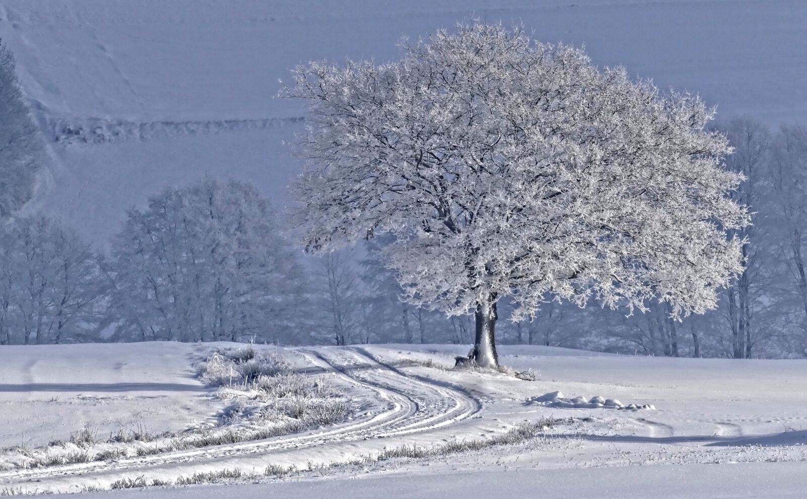 Panasonic Lumix DMC-FZ1000 sample photo. Snow landscape, tree, wintry photography