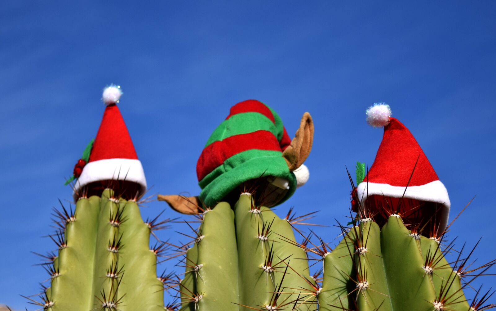 Nikon D3300 sample photo. Cactus, christmas, holiday photography