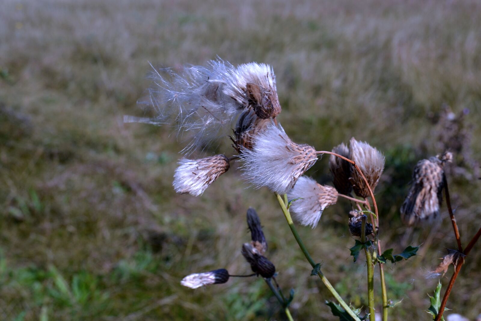 Nikon D3100 sample photo. Nature, plant, flower photography