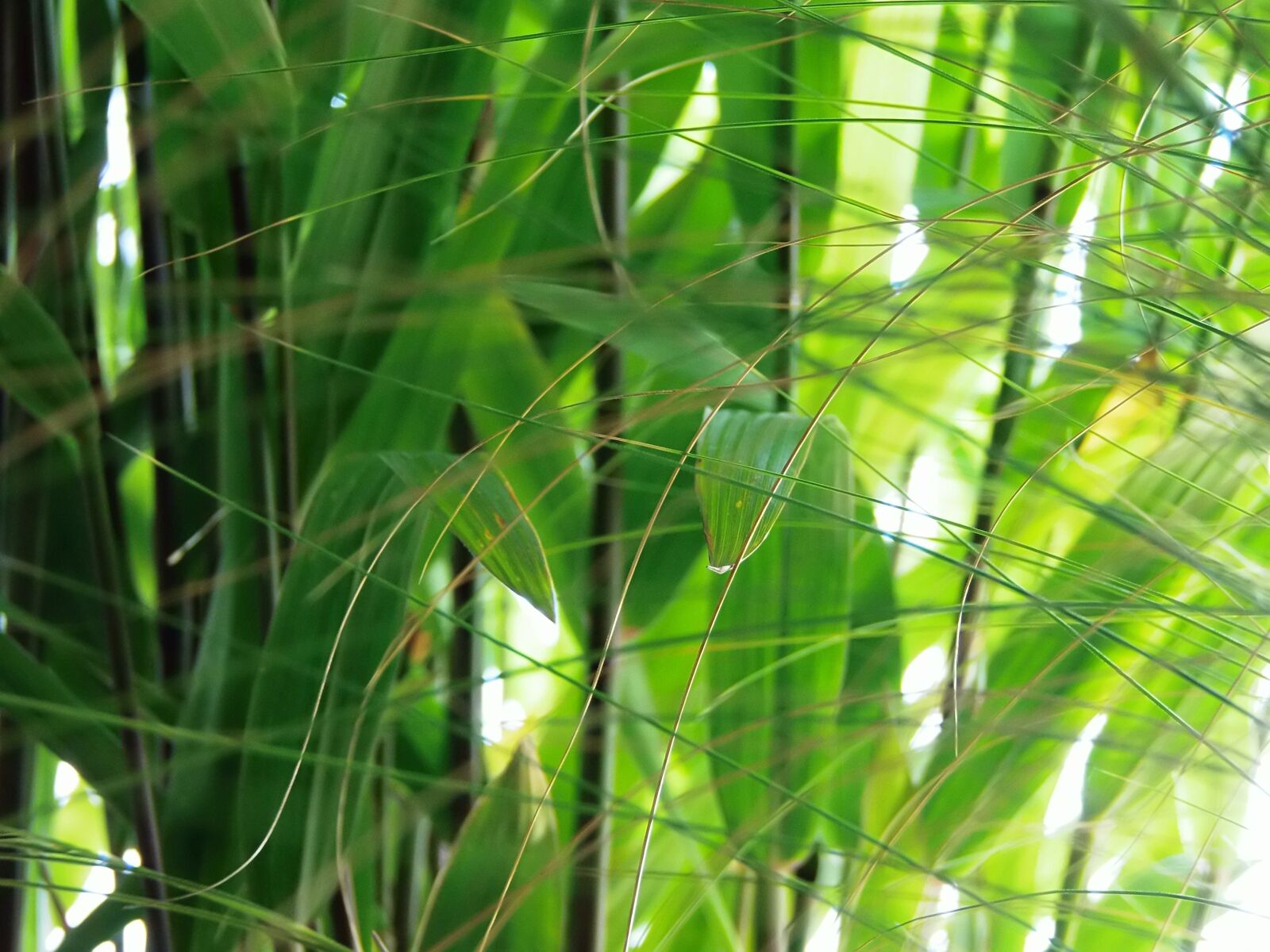 Olympus SP-720UZ sample photo. Grasses, light, nature photography