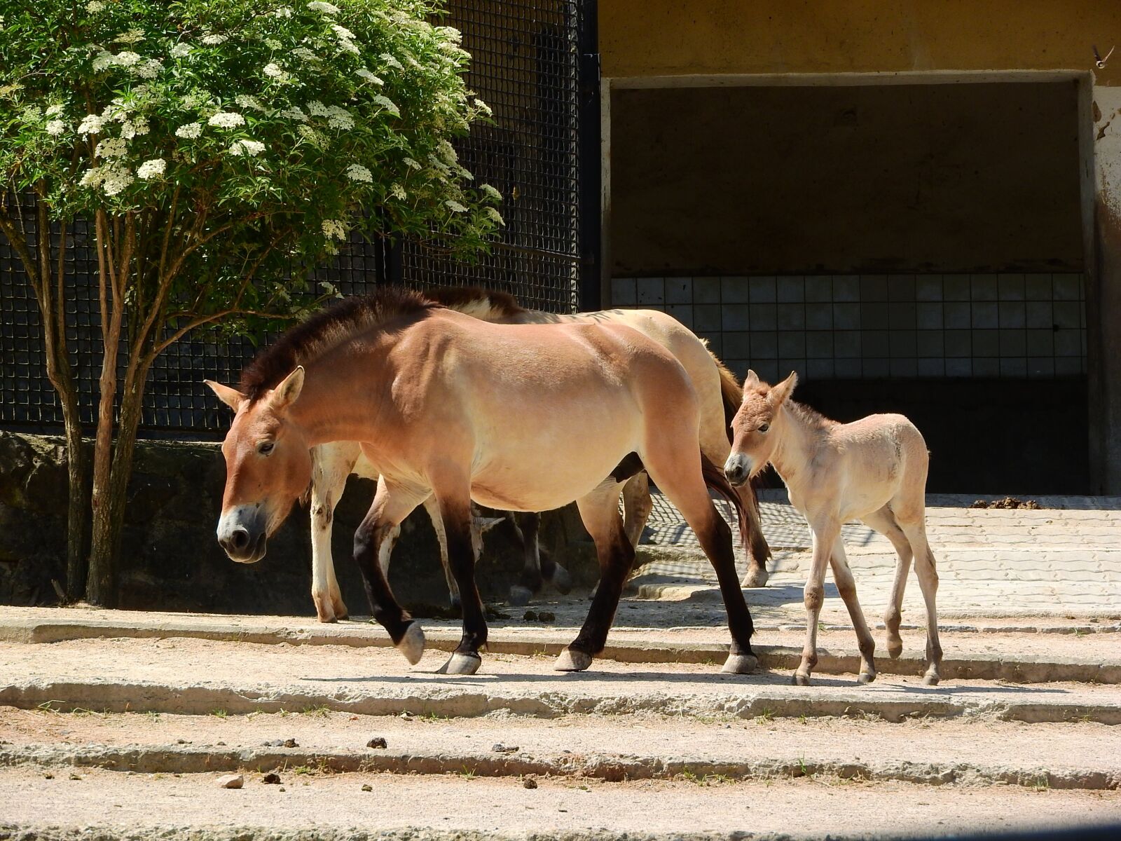 Nikon Coolpix P610 sample photo. Przewalski's horse, equus przewalskii photography