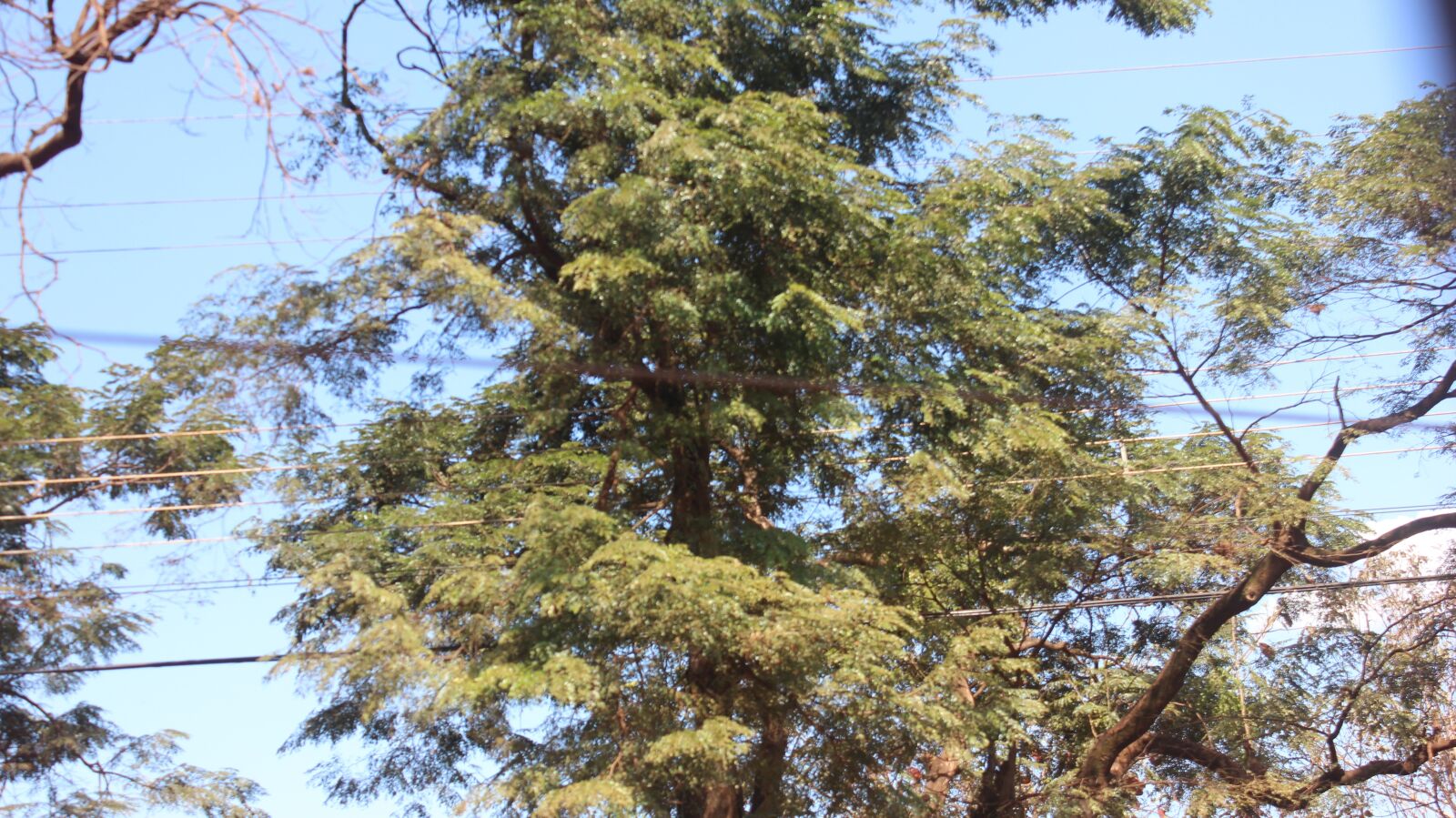 Canon EOS 600D (Rebel EOS T3i / EOS Kiss X5) sample photo. Tree, plant, green photography