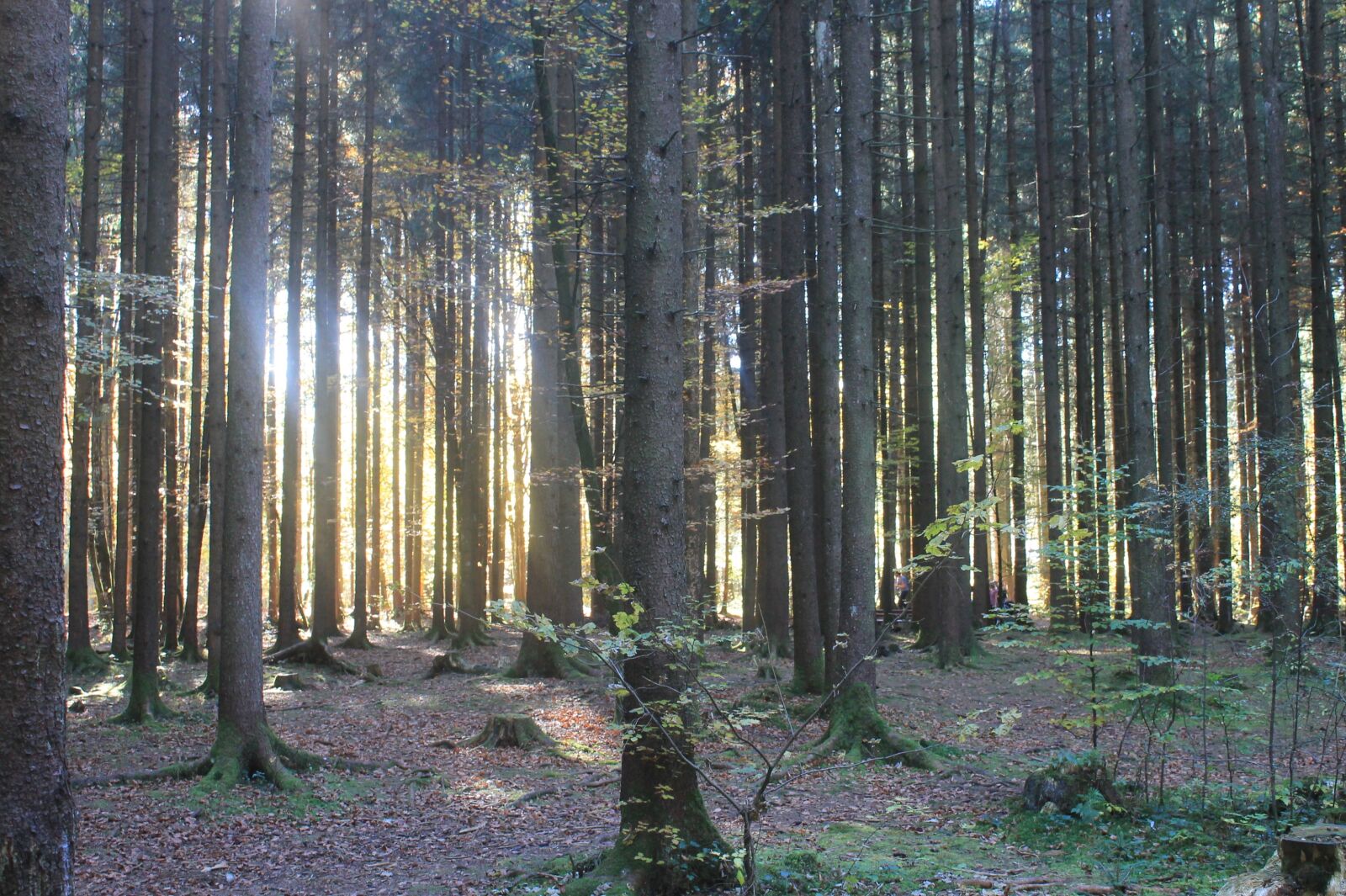 Canon EOS 1100D (EOS Rebel T3 / EOS Kiss X50) sample photo. Light, forrest, nature photography