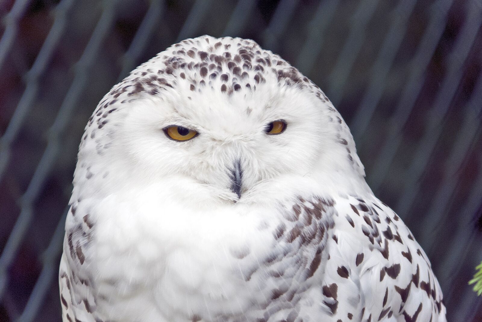 Nikon D500 sample photo. Snowy owl, owl, bird photography
