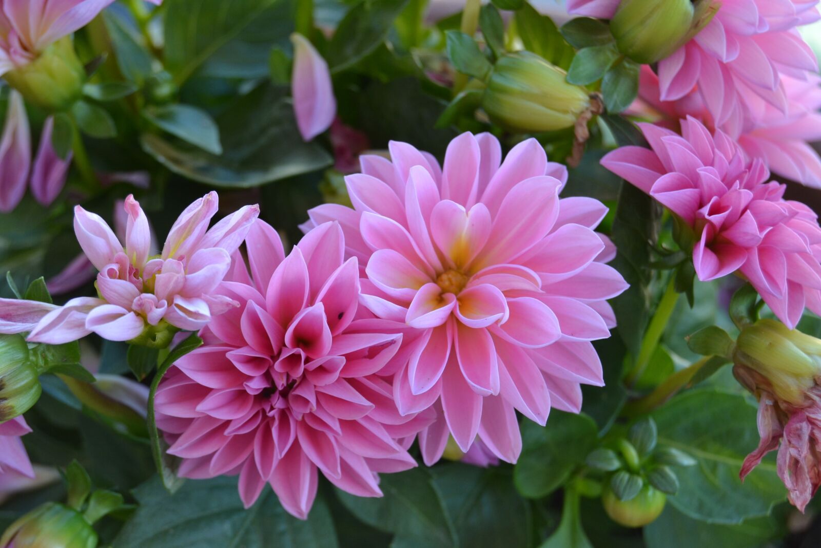 Nikon D3100 sample photo. Flowers, flower, flowery photography