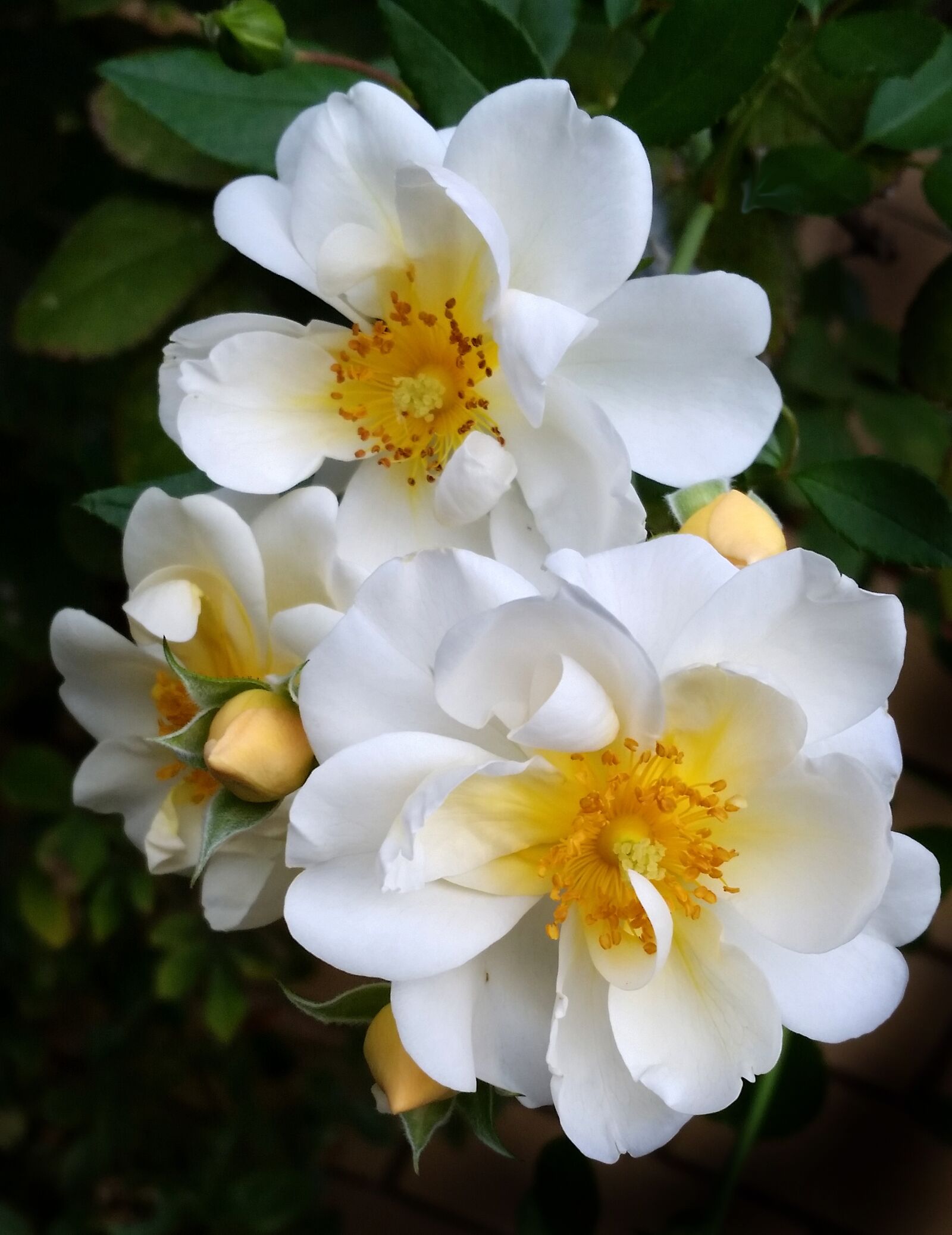 Samsung Galaxy S5 sample photo. Flowers, white, roses photography