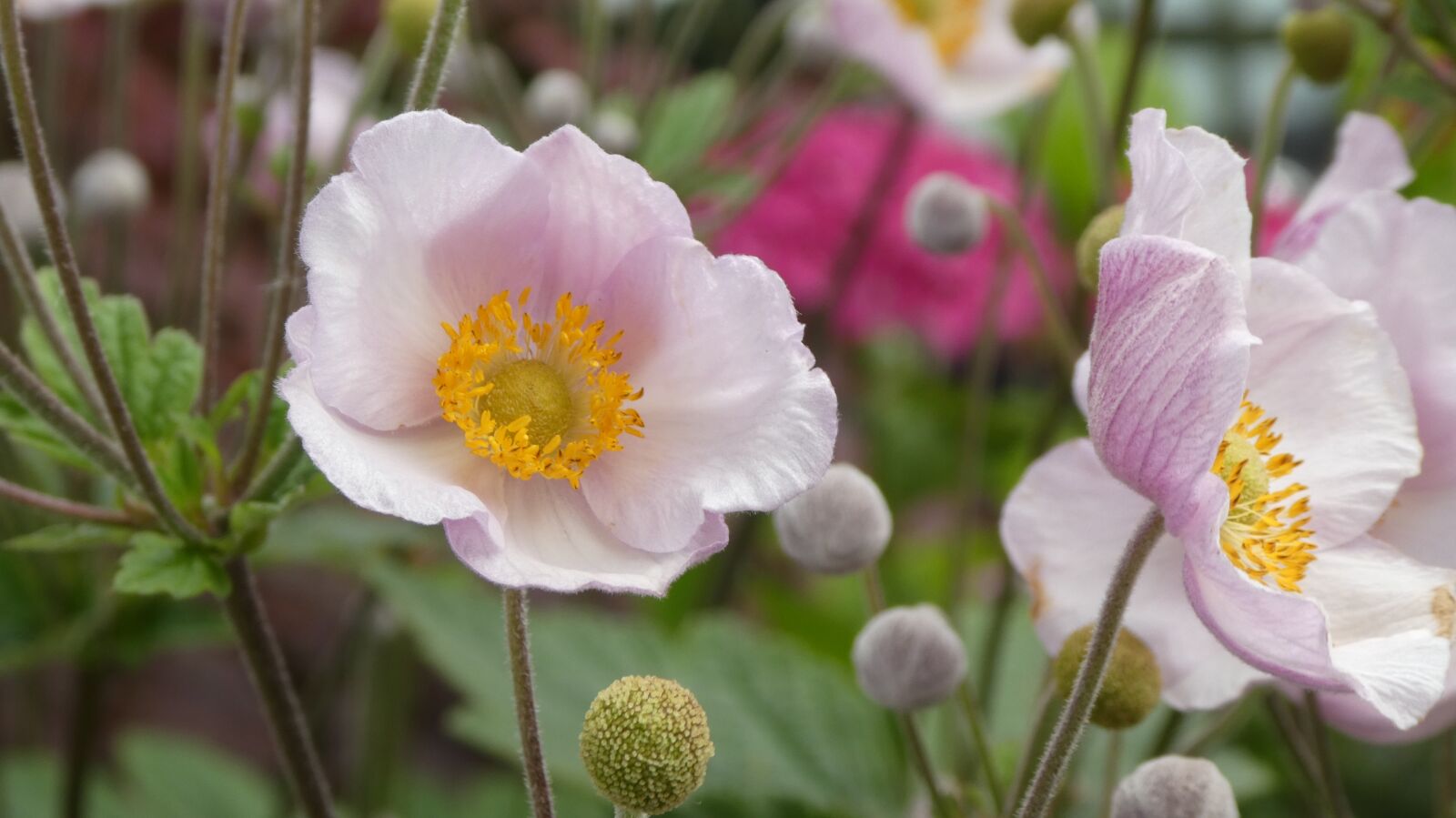 Panasonic DMC-TZ81 sample photo. Anemones, flowers, garden photography