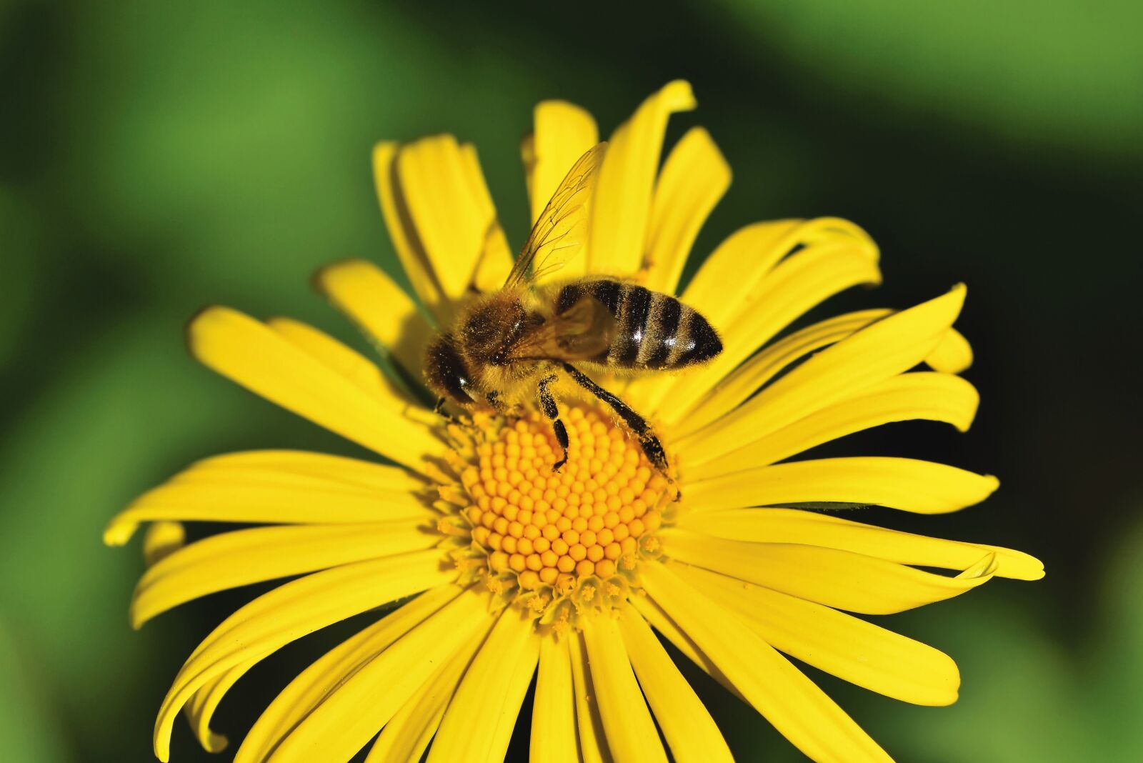 Nikon D7200 sample photo. Bee, honey bee, insect photography