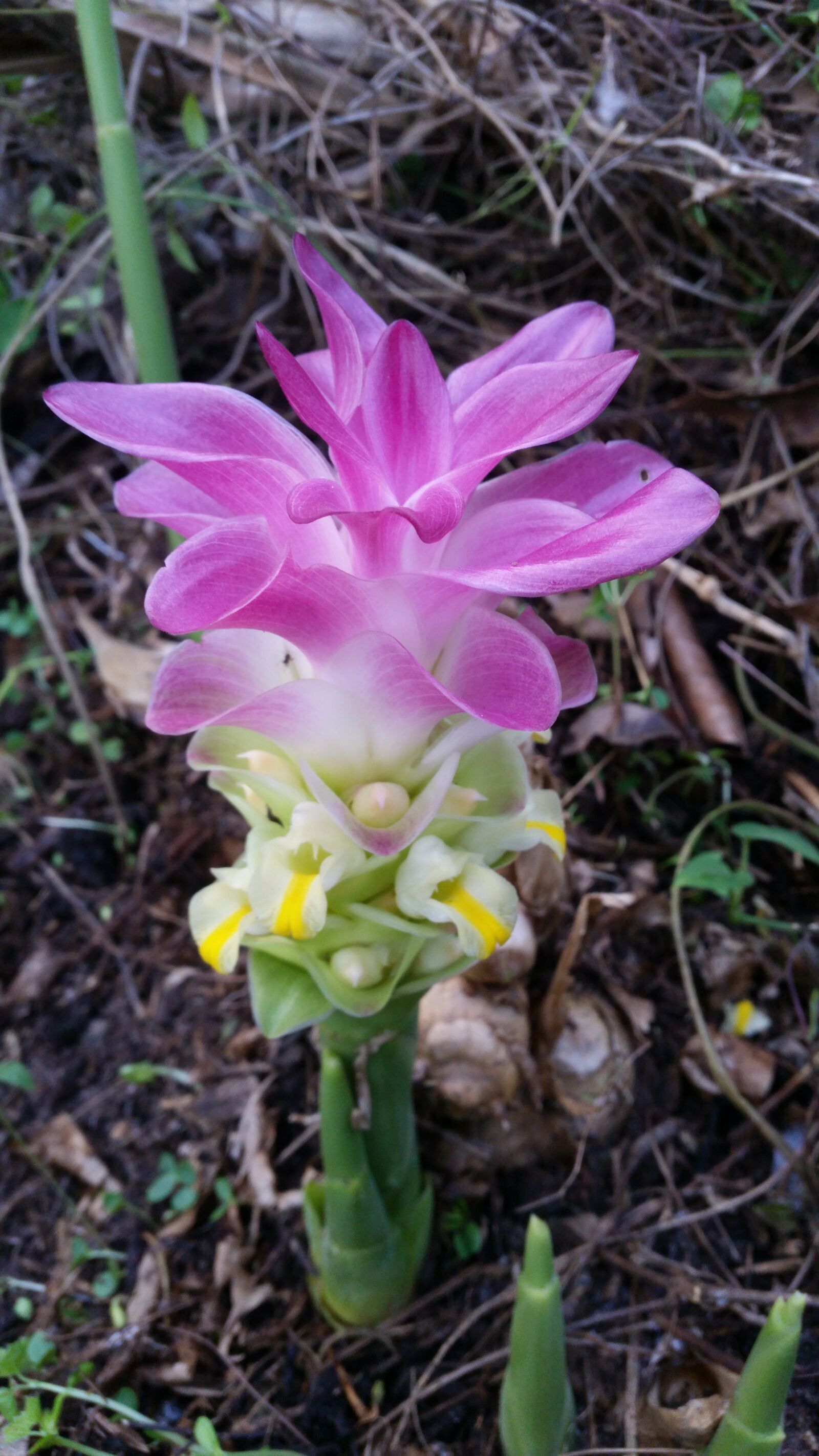 Samsung Galaxy S5 sample photo. Flower, flowers, flowers thailand photography