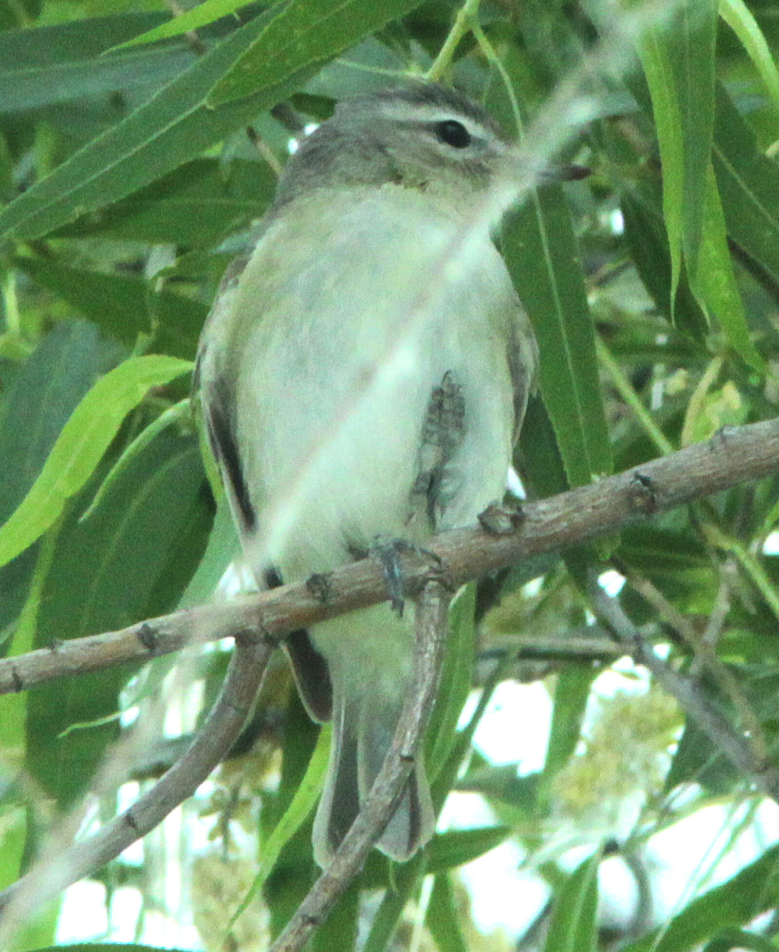 Canon EF 300mm F4L IS USM sample photo