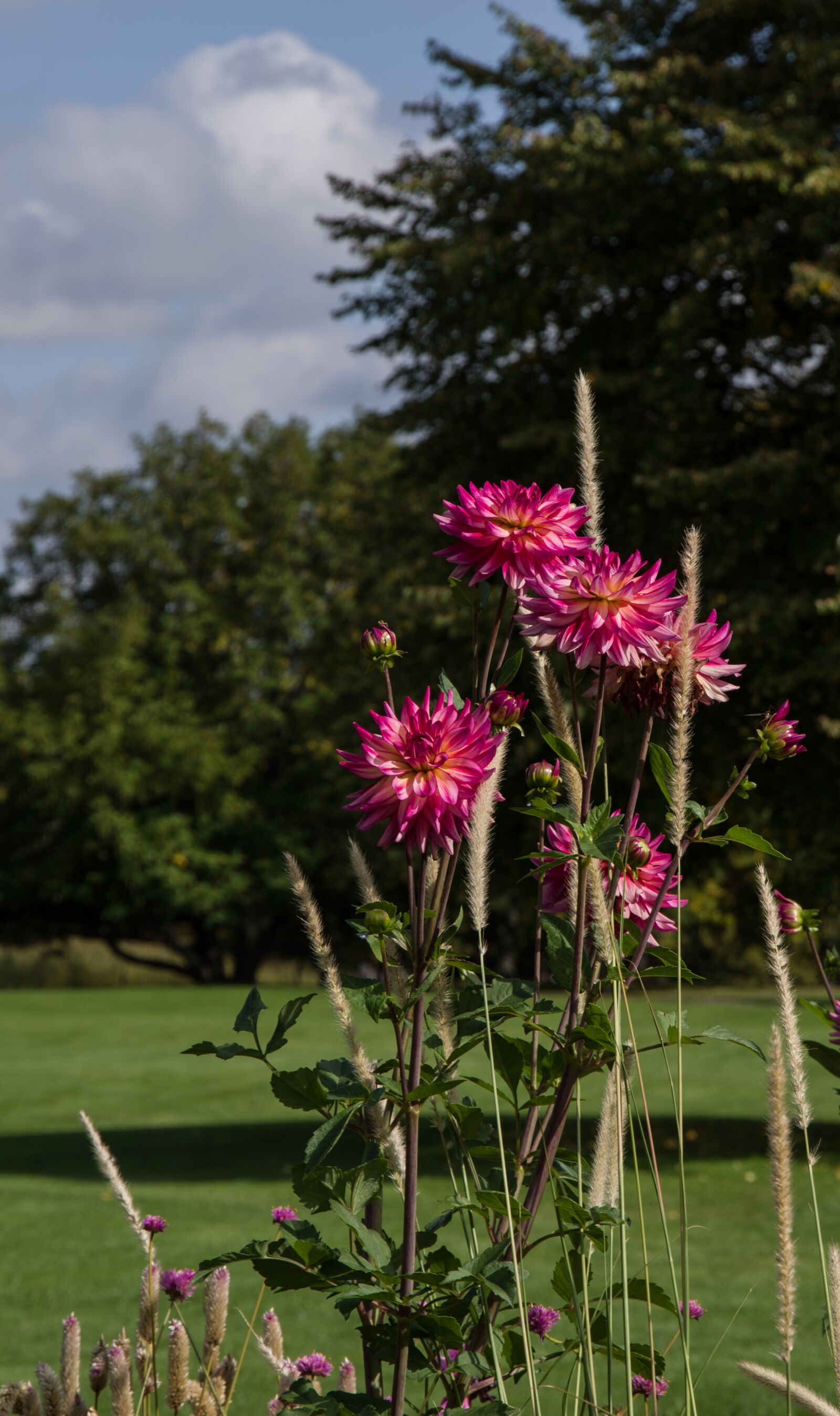 Pentax K-1 Mark II sample photo. Dahlia, flower, blossom photography