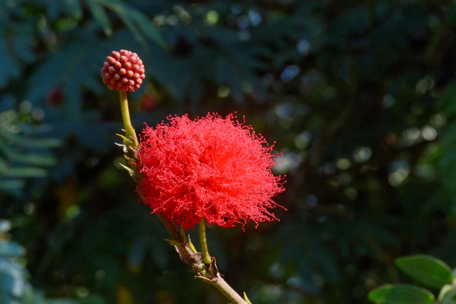 Nikon D7100 sample photo. Flower, april, spring photography