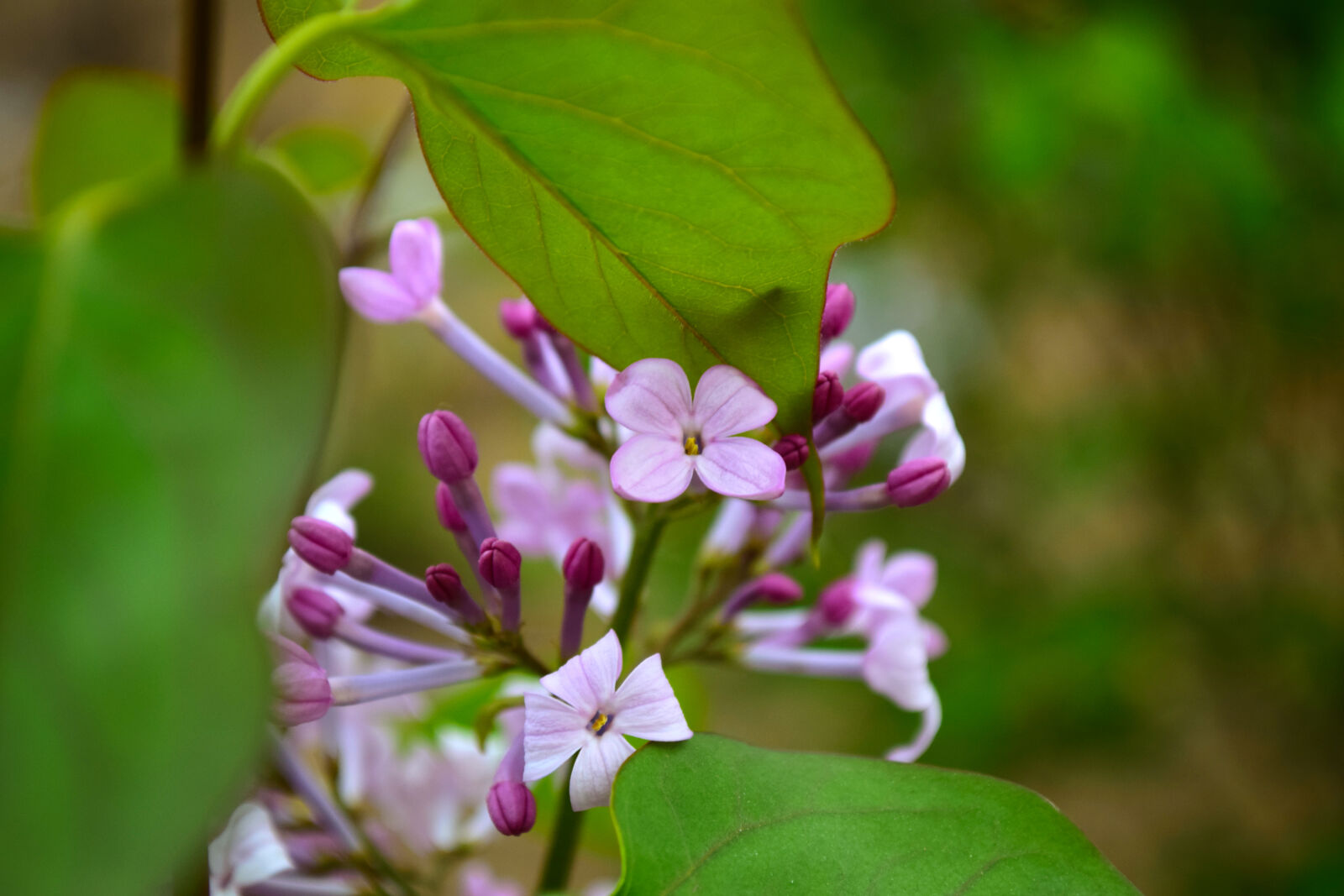 Nikon D5300 sample photo