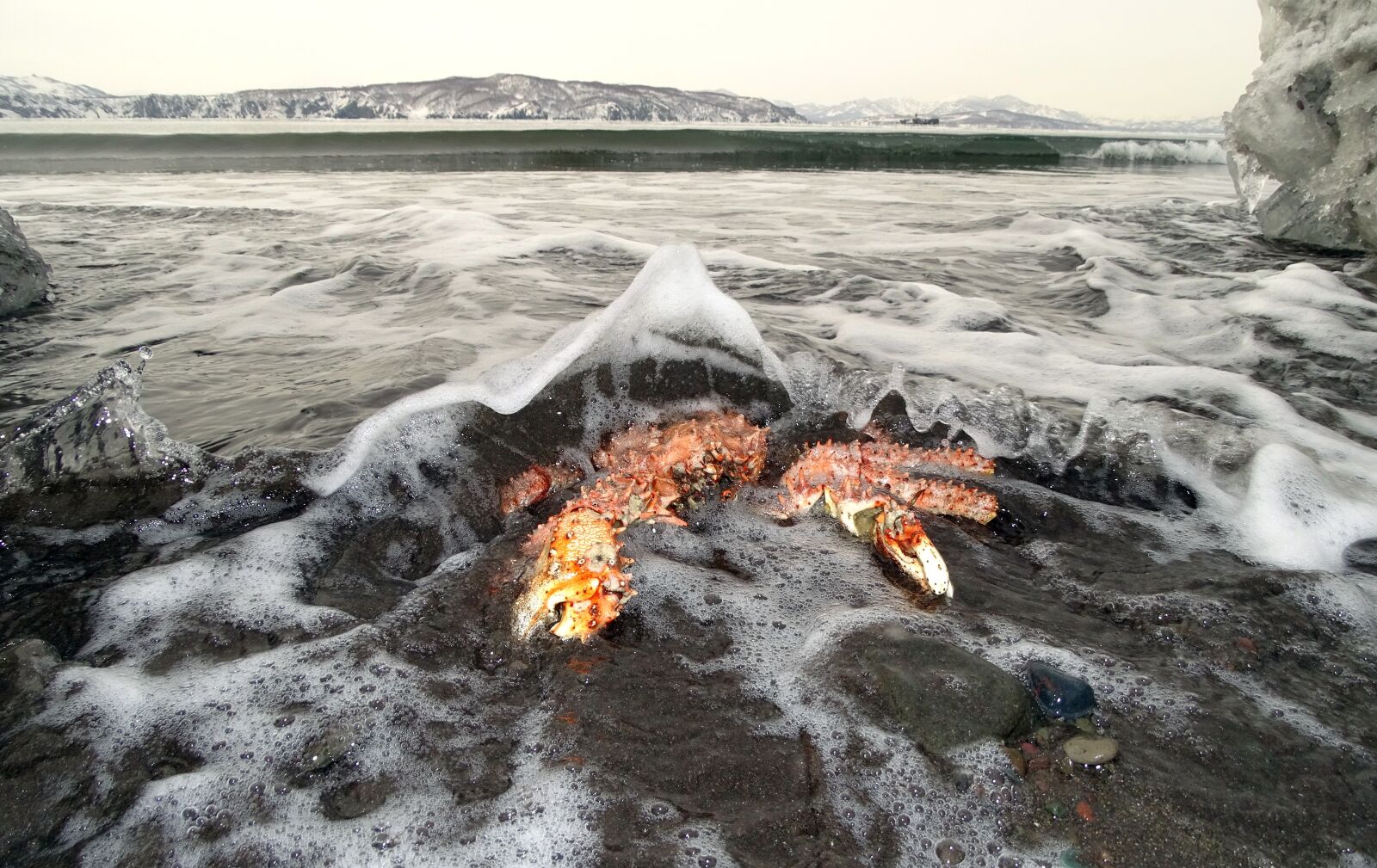 Sony DSC-HX400 sample photo. The pacific ocean, crab photography