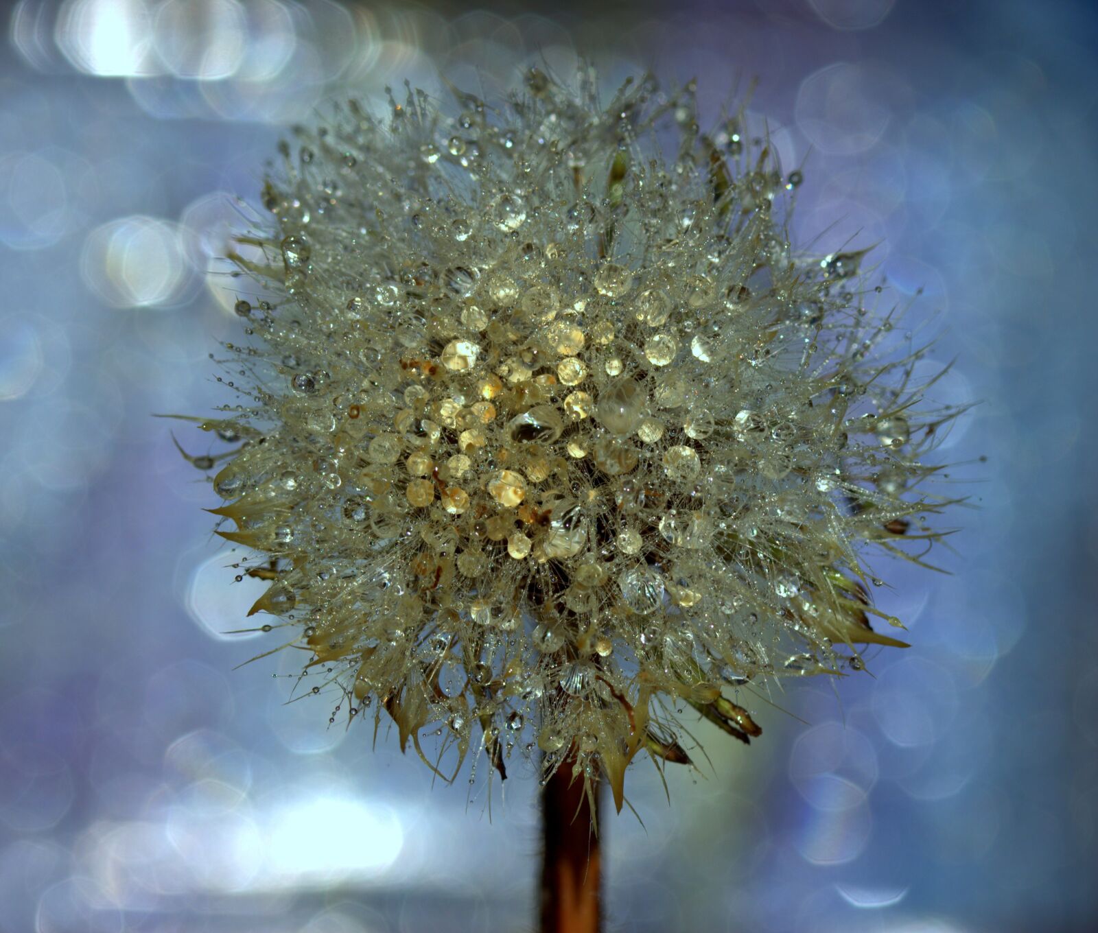 Canon EF-S 60mm F2.8 Macro USM sample photo. Dandelion, drops, wet photography