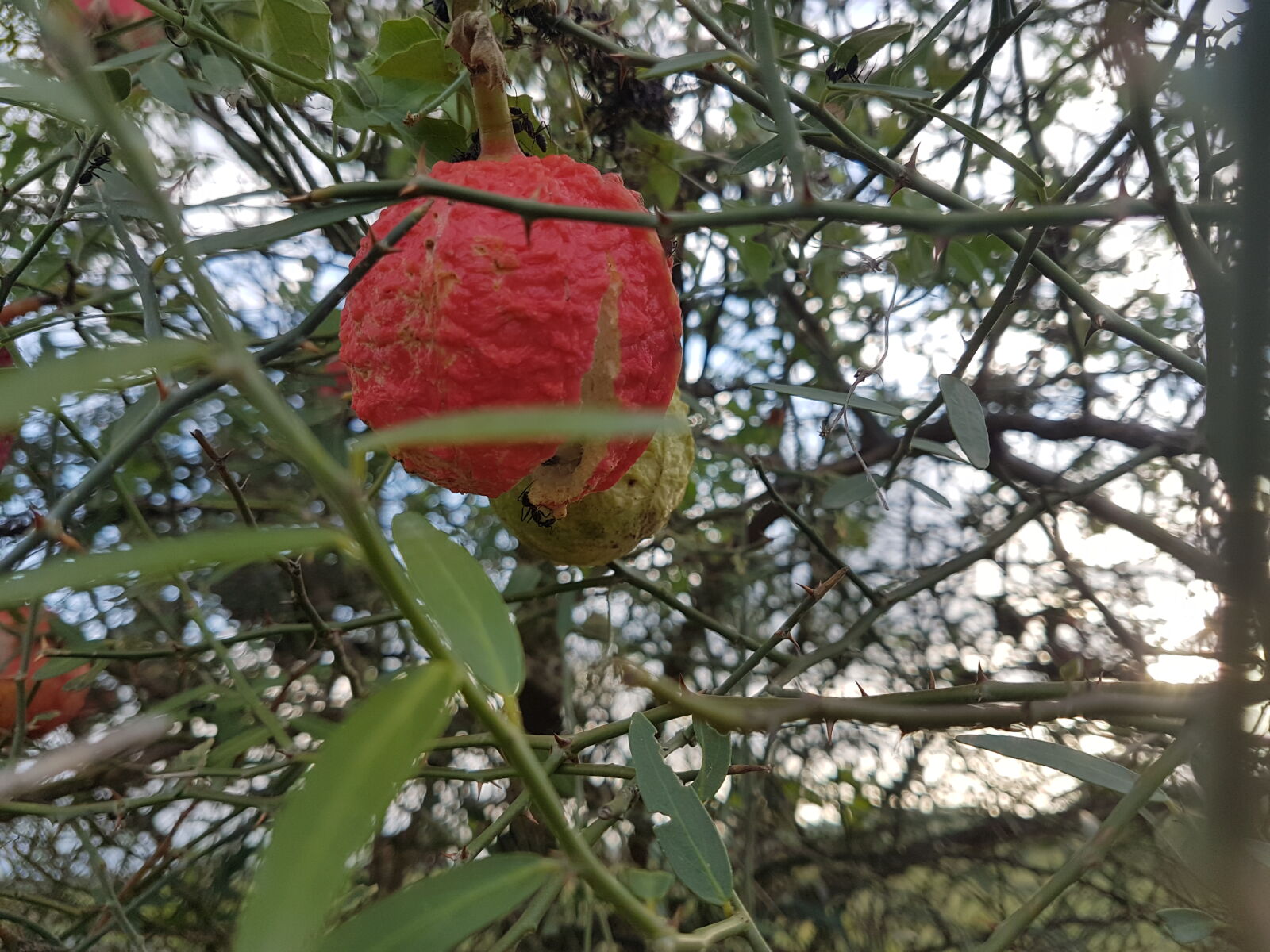 Samsung Galaxy S7 Edge sample photo. Photography, red, fruits, samsung photography