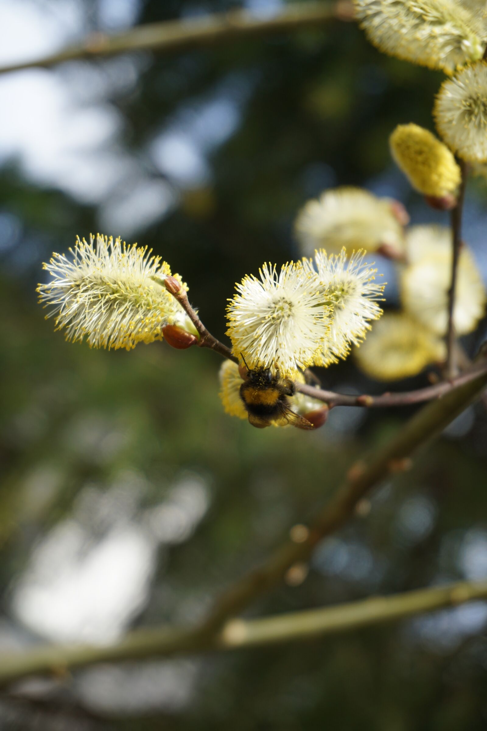 Sony E 16-50mm F3.5-5.6 PZ OSS sample photo. Bee, nature, insect photography
