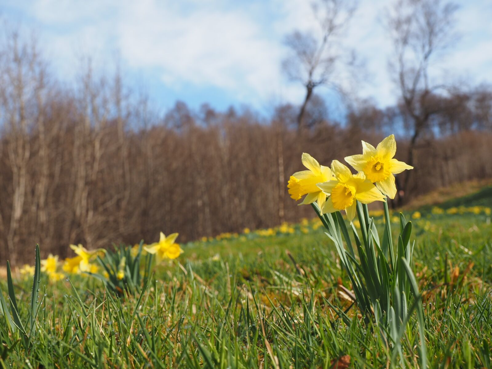 Olympus OM-D E-M1 + Olympus M.Zuiko Digital ED 12-40mm F2.8 Pro sample photo. Narcissus pseudonarcissus, nature, flower photography